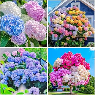 60+ Perennial Hydrangea Seeds Flower for Home Gardens Outdoor-Non-GMO Heirloom Flower High Germination Rate