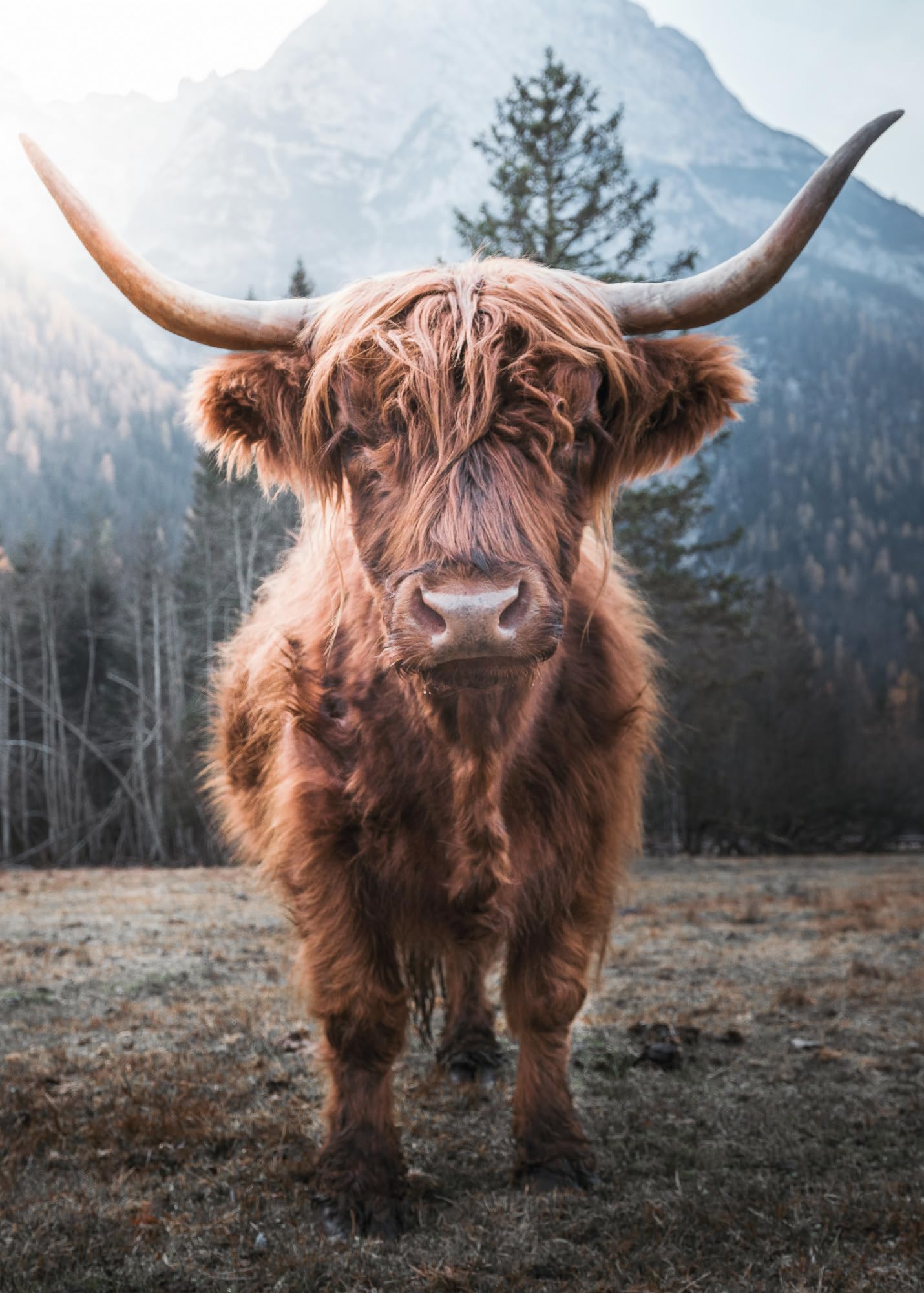 Ulmer Puzzleschmiede - Puzzle animal « Highlands » – Puzzle de 2000 pièces – Motif de bœuf puissant des Highlands sur le pâturage de vache sur fond alpin glacial