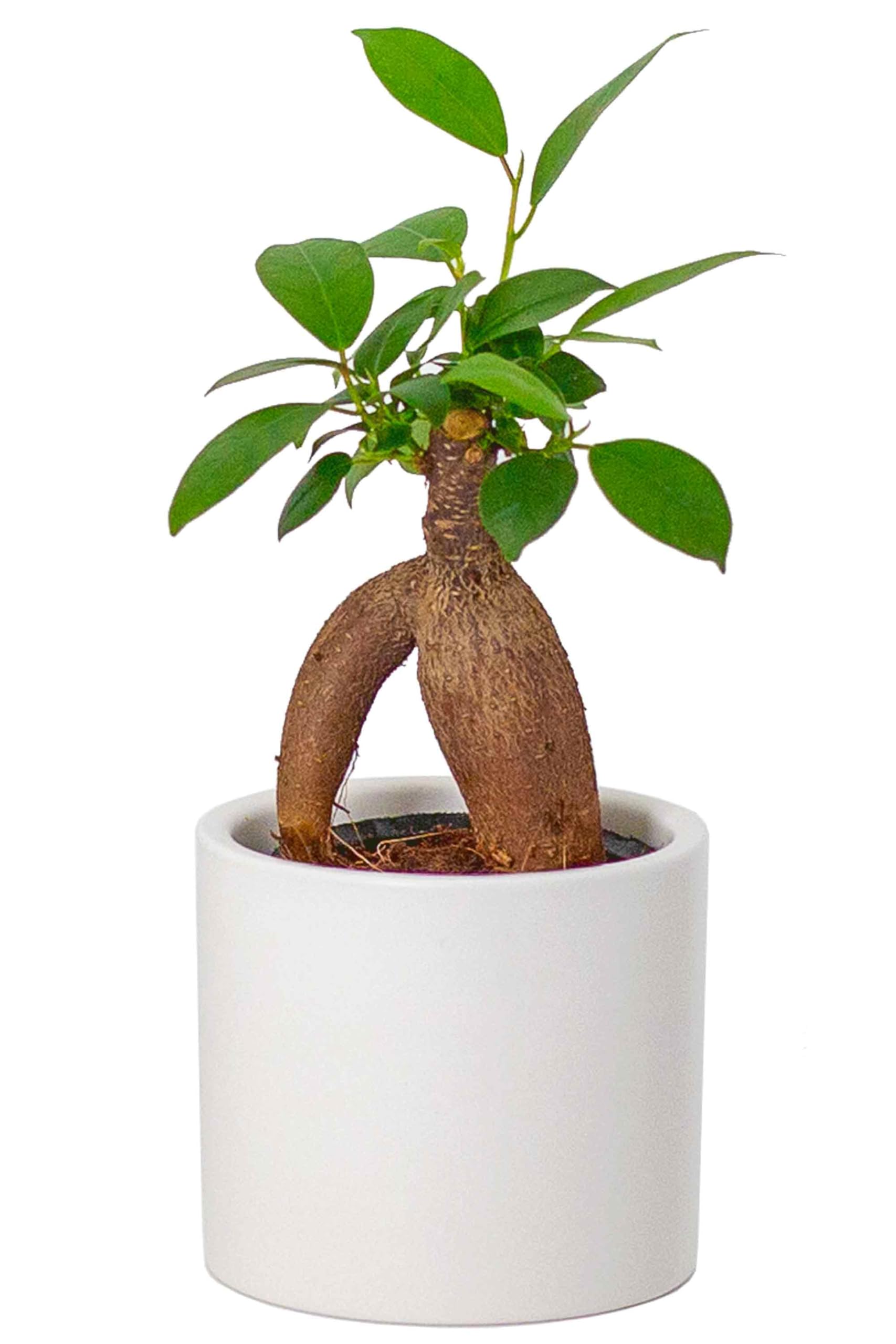 がじゅまるの植木 Amazon｜[ miipas ] ガジュマル がじゅまるの木 観葉植物 本物 ミニ