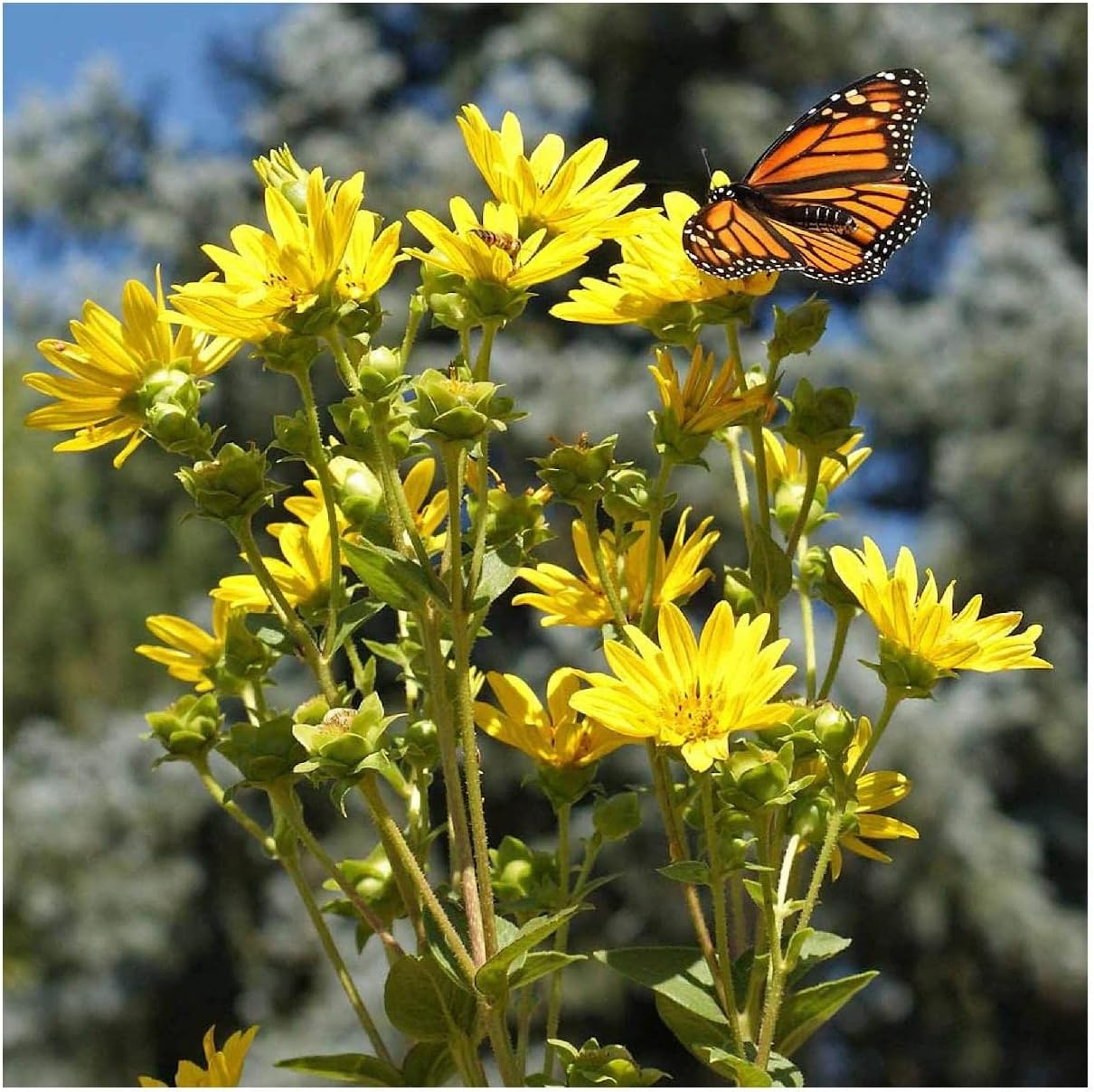 Everwilde Farms - 1/4 Lb Compass Plant Native Wildflower Seeds - Gold Vault