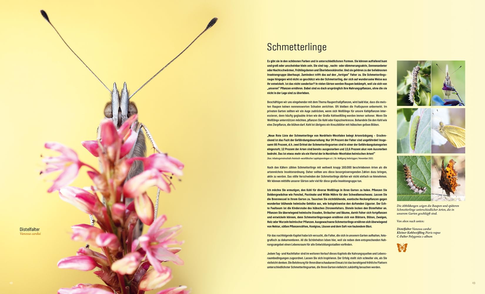 Mein Artenretter Garten: Mit den richtigen Pflanzen & Strukturen die Insektenvielfalt fördern