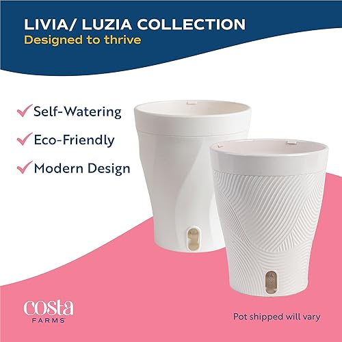 Miniatura 7 de Costa Farms Alocasia Regina - Planta viva en maceta de riego automático, planta de interior perfecta para decoración del hogar, habitación u