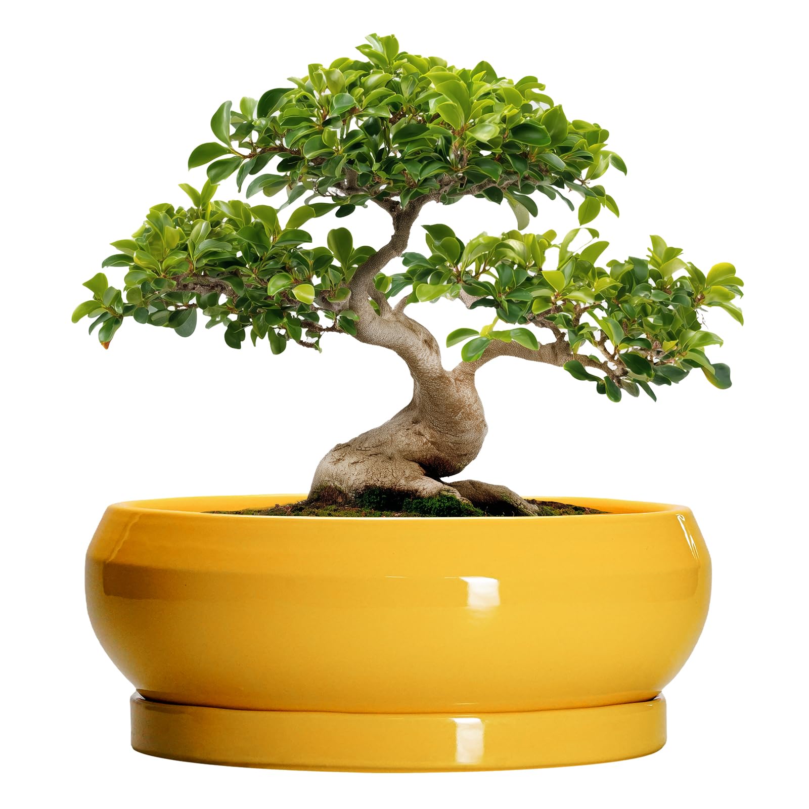 EPFamily 13 Inch Large Succulent Pots