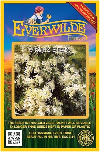 Everwilde Farms - 150 semillas de flores silvestres nativas de Virgin's Bower - Paquete de semillas jumbo Gold Vault