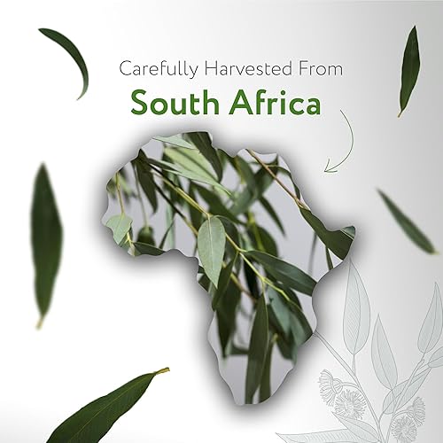 Miniatura 3 de HBNO Aceite esencial de salvia orgánica, 1 onza (1.0 fl oz), aceite esencial de salvia orgánica certificado por USDA, destilado al vapor para