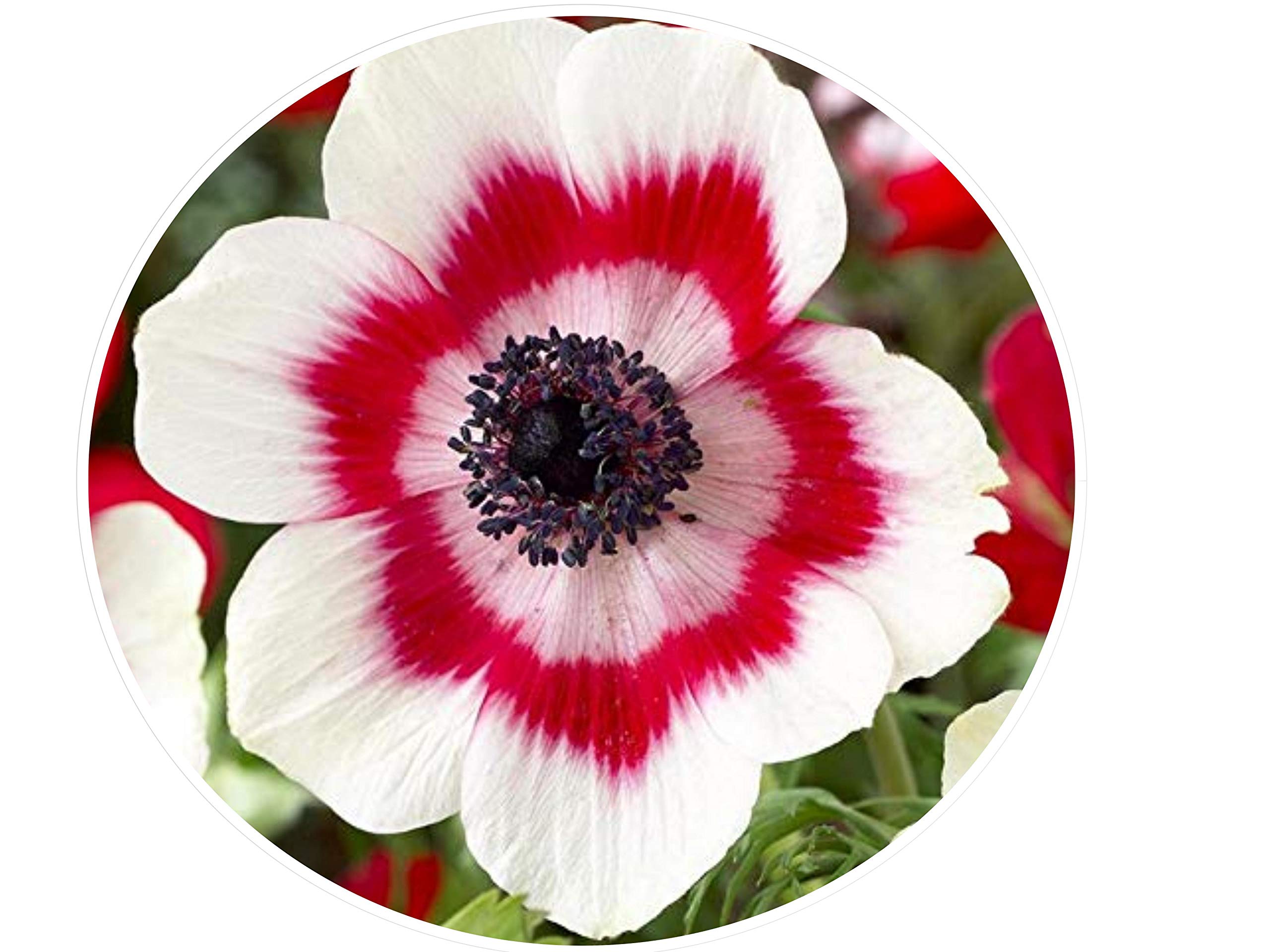 PLANTOGALLERY | Anemone Imporetd Flower Bulbs Bio-Colour Rare Variety Pack of 10 Bulbs, (PPXBU019) (B08152D4WV) Amazon Price History, Amazon Price Tracker