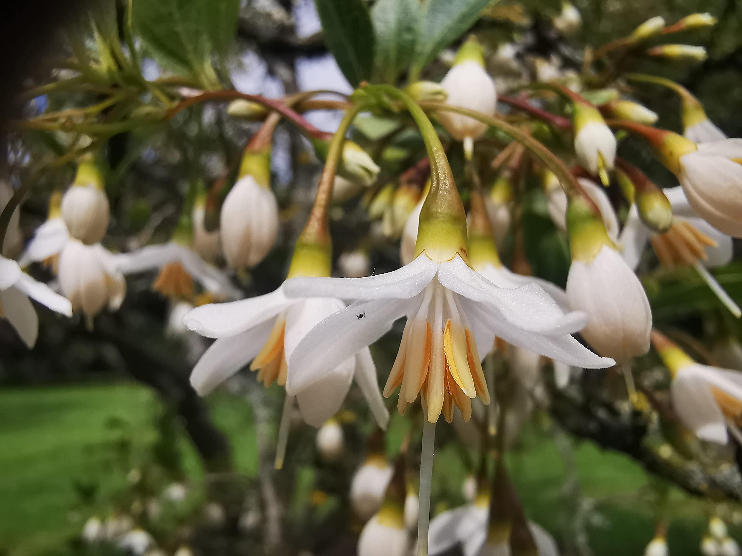 Styrax japonicus, Japanese Snowbell, Flowering, Autumn Colouration, Rarely Offered, Great for UK Climate, Plant in a 7cm Pot