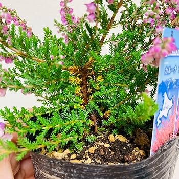 Amazon.co.jp: ③ 八重咲き カルーナブルガリス ピンク 花 常緑 3号 Amazon.co.jp: ③ 八重咲き カルーナブルガリス ピンク 花 常緑 3号