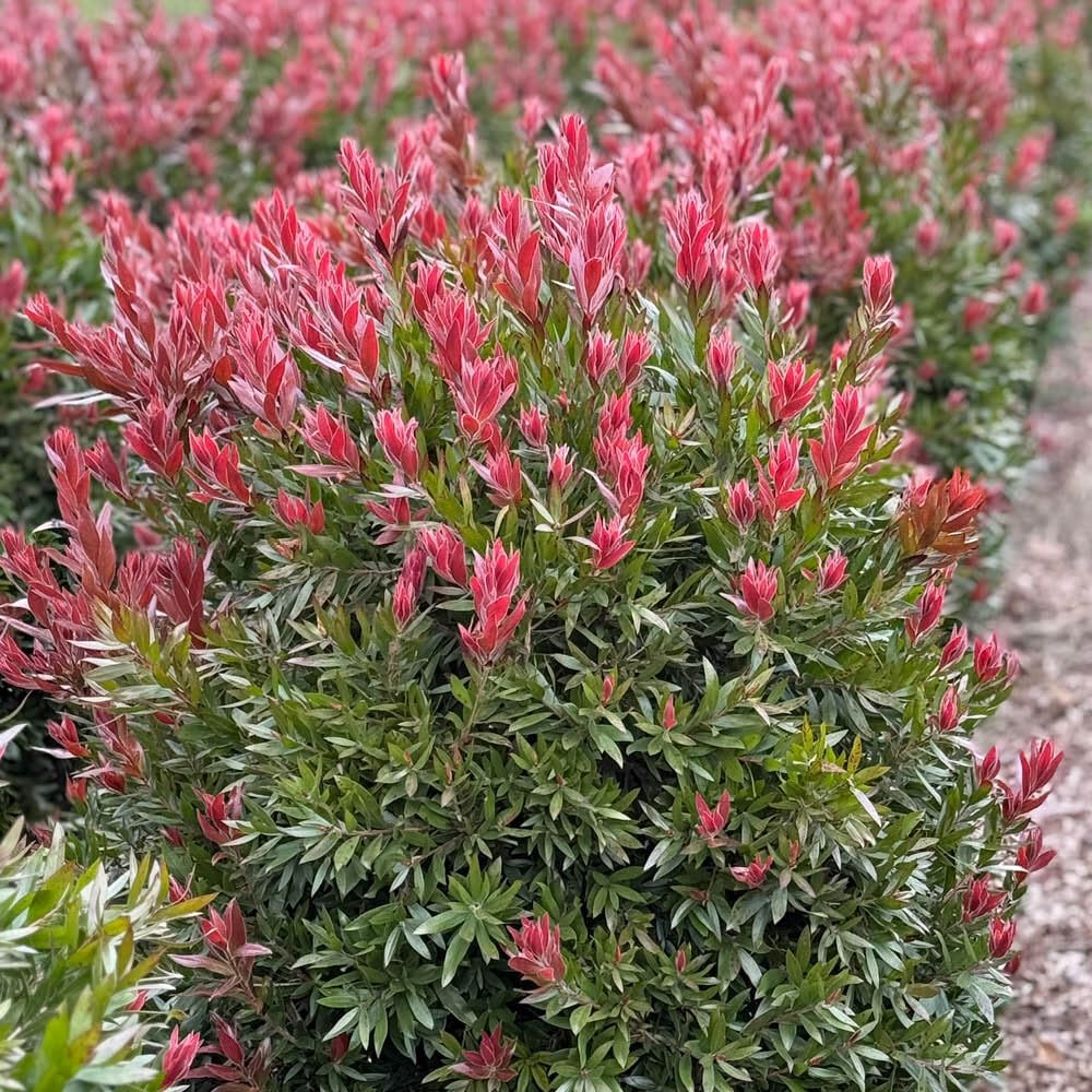 Callistemon ‘Red Rocket’ | Bottlebrush | Outdoor Garden Hardy Shrub | Ready to Plant Out | All Year Round Evergreen Scented | Middleton Nurseries | (P9(9cm))