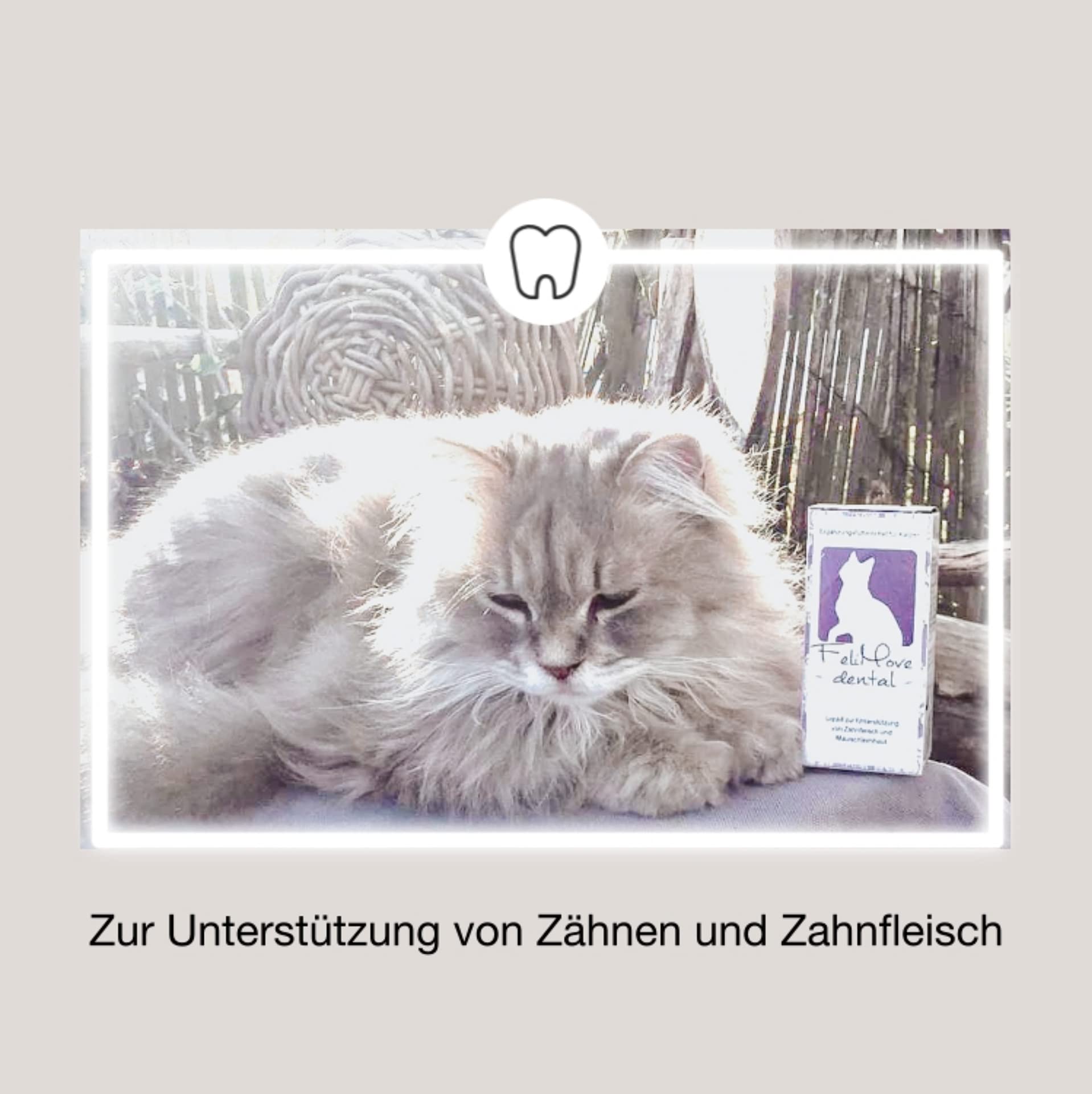 dental - Liquid für Katzen mit Vitalpilzen, Propolis, EPA und Zink (auch bei FORL, Entzündung oder Rötung des Zahnfleisch verträglich)