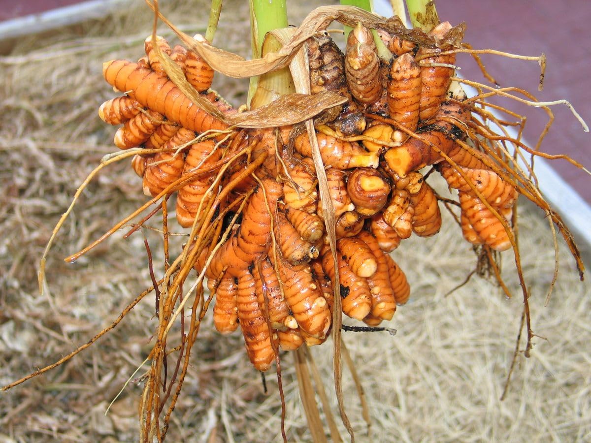 2 Turmeric Plants Live 4-8 Inches, Curcuma Turmeric Plants, Ornamental Flowers, Indoor Outdoor Planting (Yellow Turmeric)