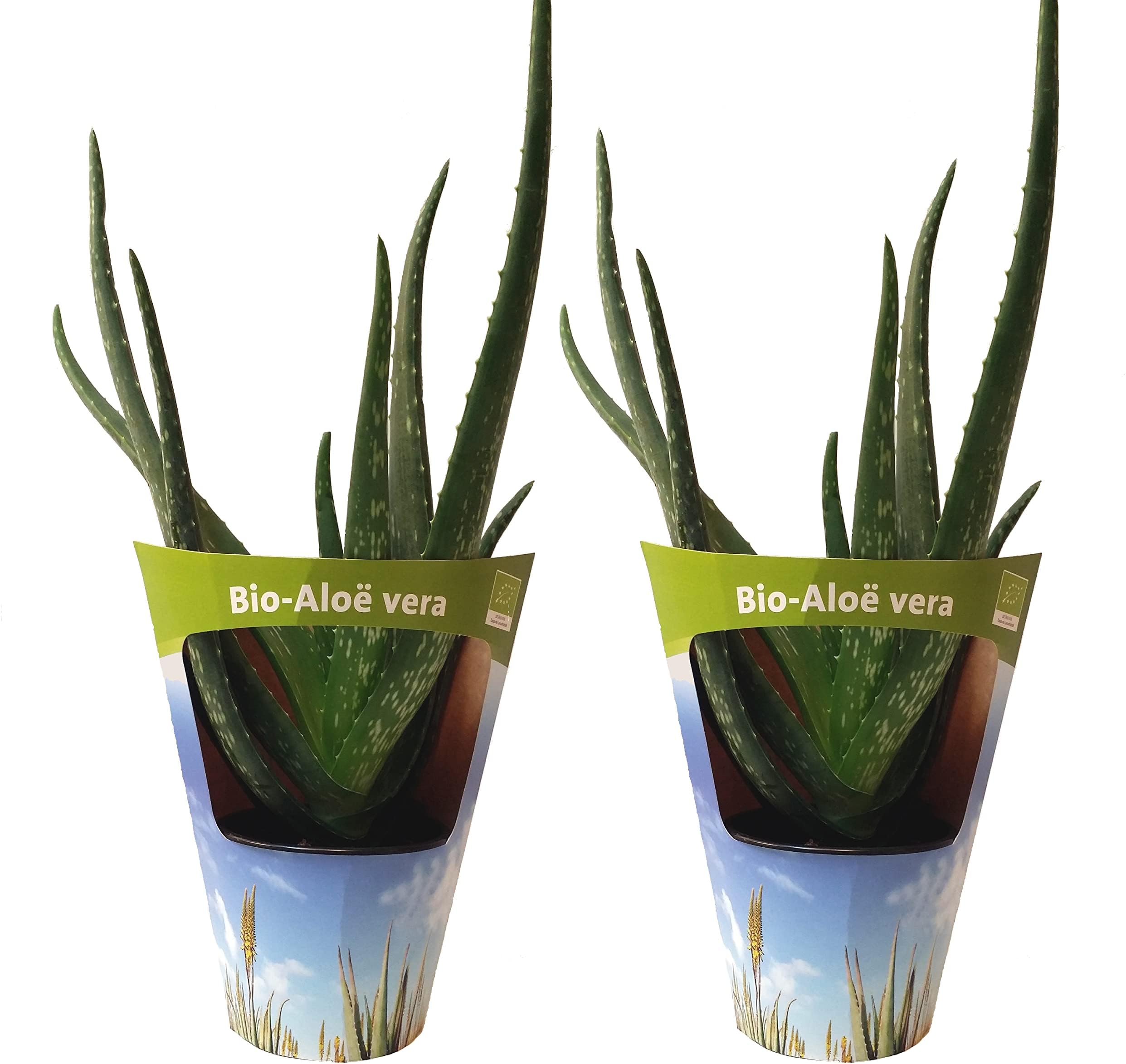hello nature shampoo aloe vera Dr. Organic® Aloe Vera Shampoo – Healthy 961 main image 1