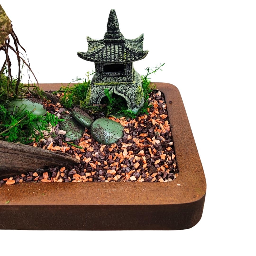 I GIARDINI DI GIULIA - Bonsai Ficus Retusa con Statua di Buddha, Decorazione Zen, Pianta Vera,Altezza totale 45 cm