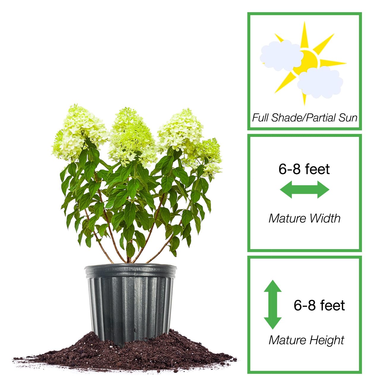 Amazon.com : Perfect Plants Limelight Hydrangea Shrub 1 Gallon