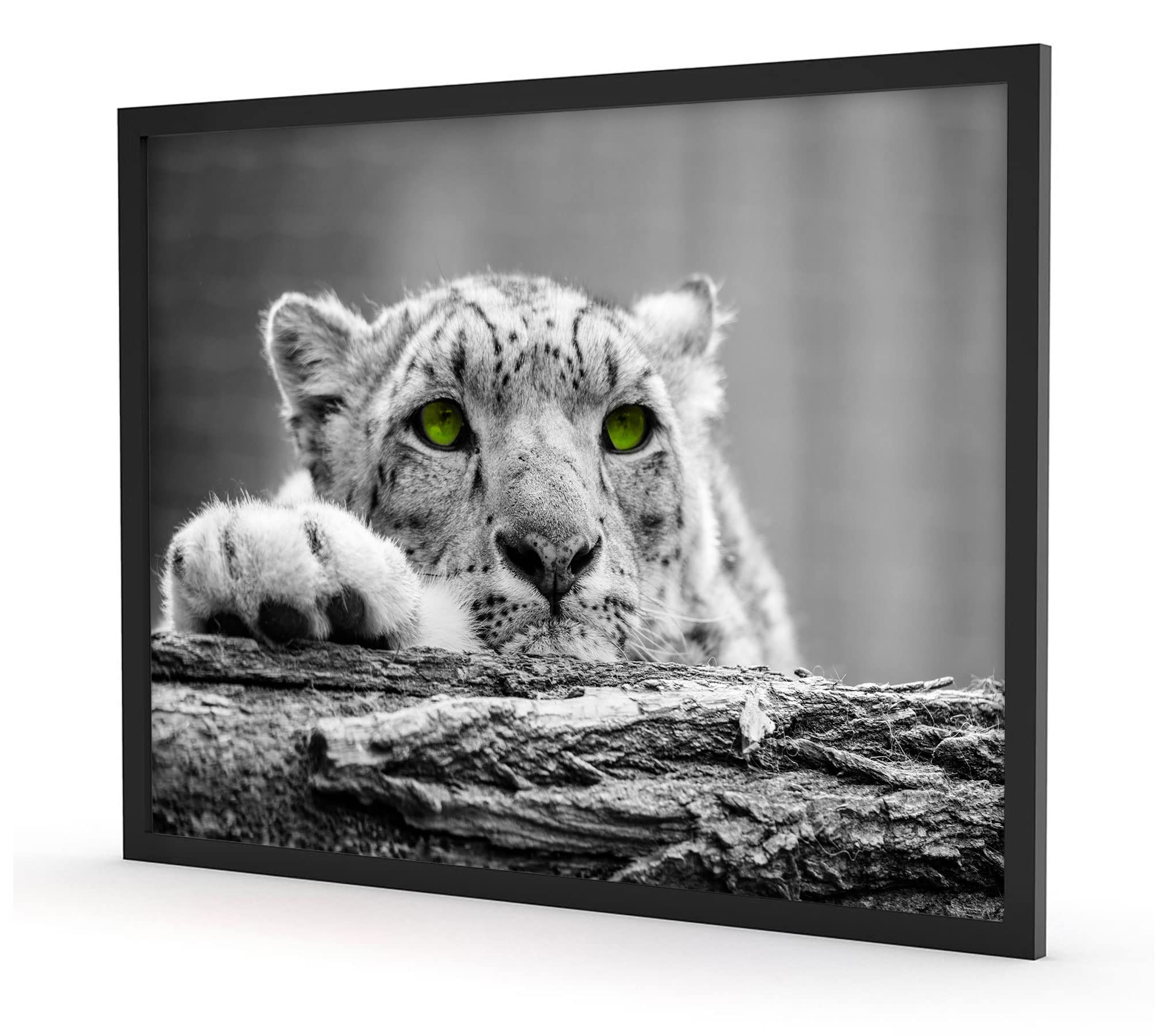 Bellissimo ghepardo con occhi verdi, poster in cornice, formato: 100 x 70 cm, stampa artistica incorniciata