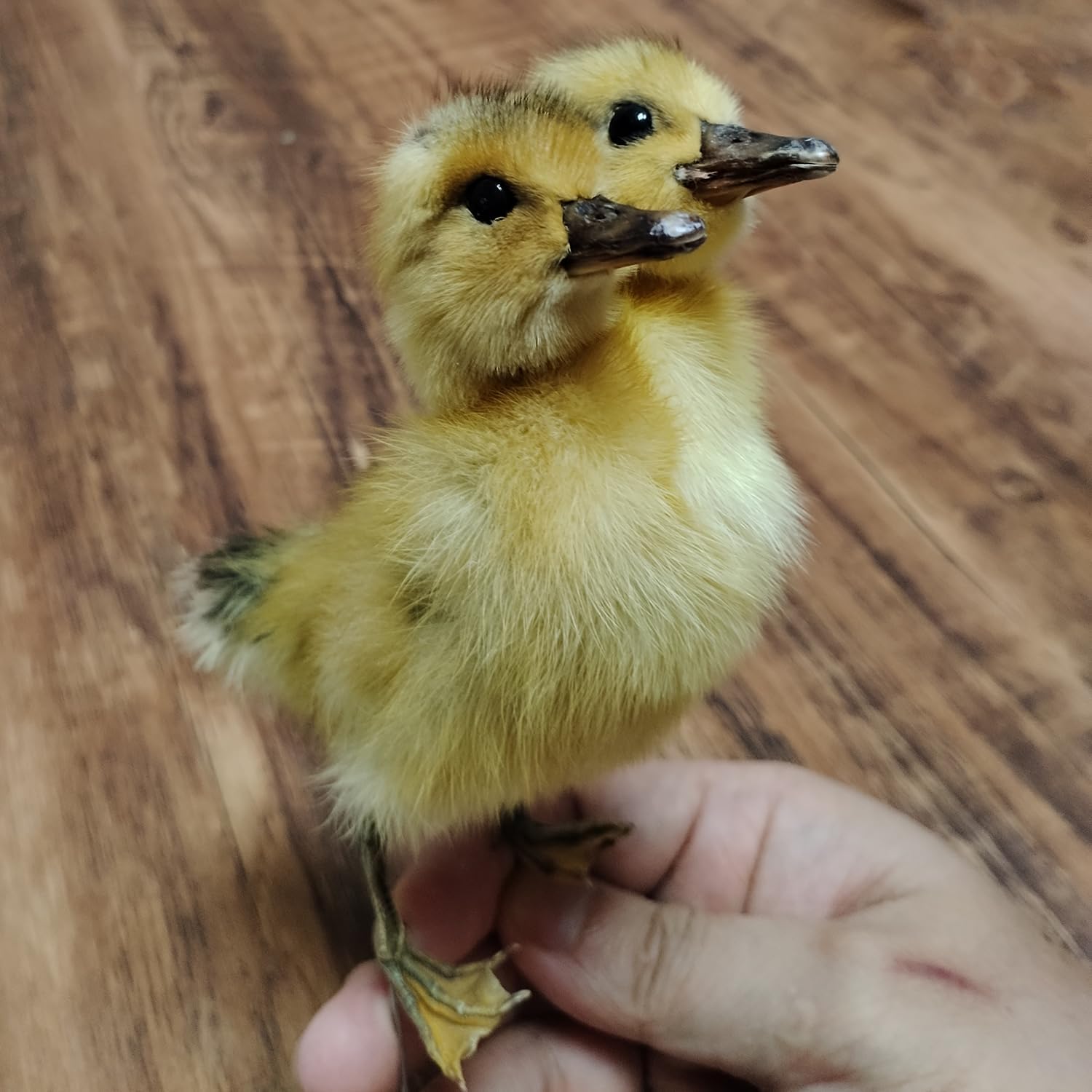 Authentic Duckling Taxidermy, Stuffed Duck Specimen, Pefect for Collection Home Decor, for Kids (Double Head)