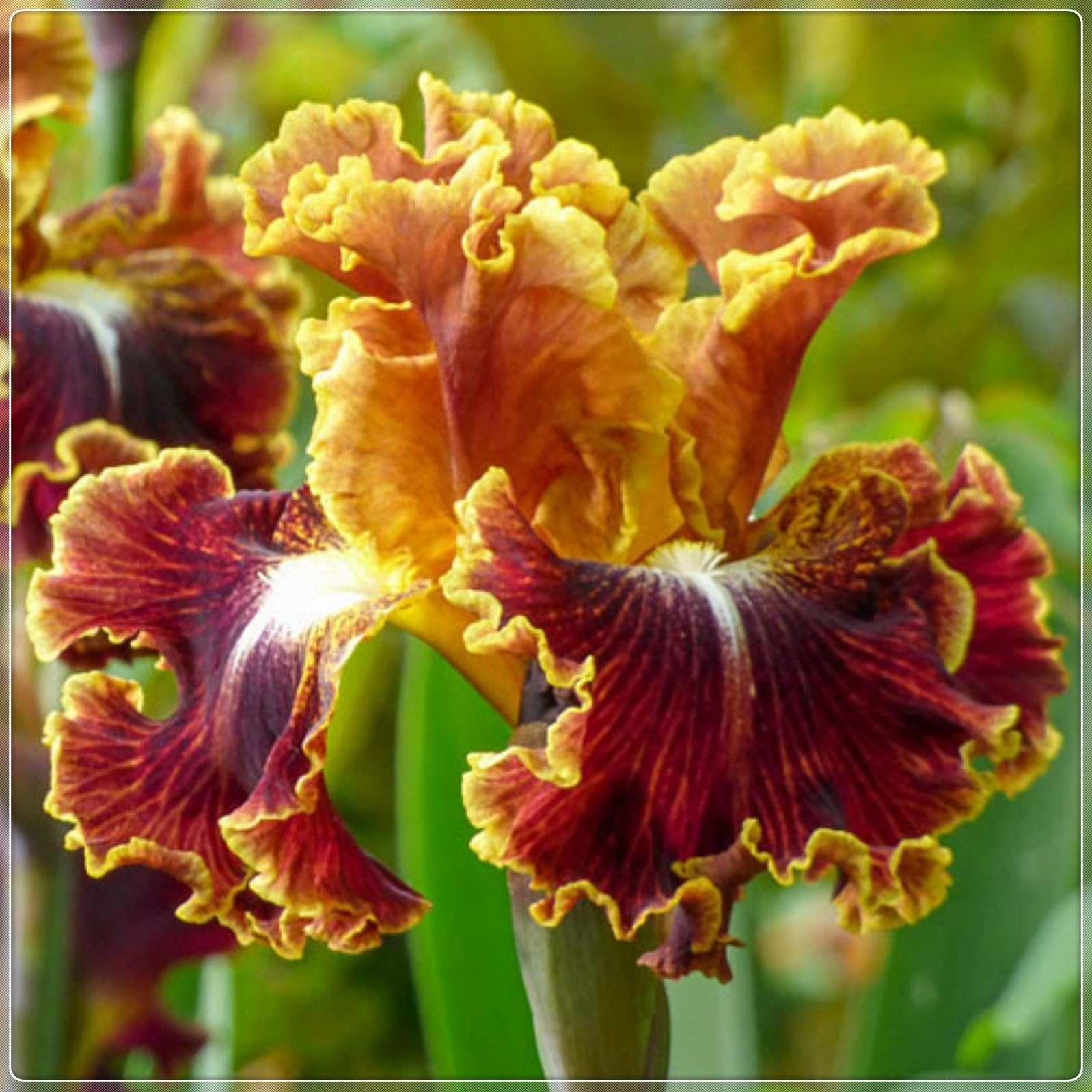 Iris Bulbs, Wedding, Simple Planting, Iris Bulbs for Planting, Perennial, Garden Flowers Now UK, Perfect UK Now, 5bulb-b — image 1