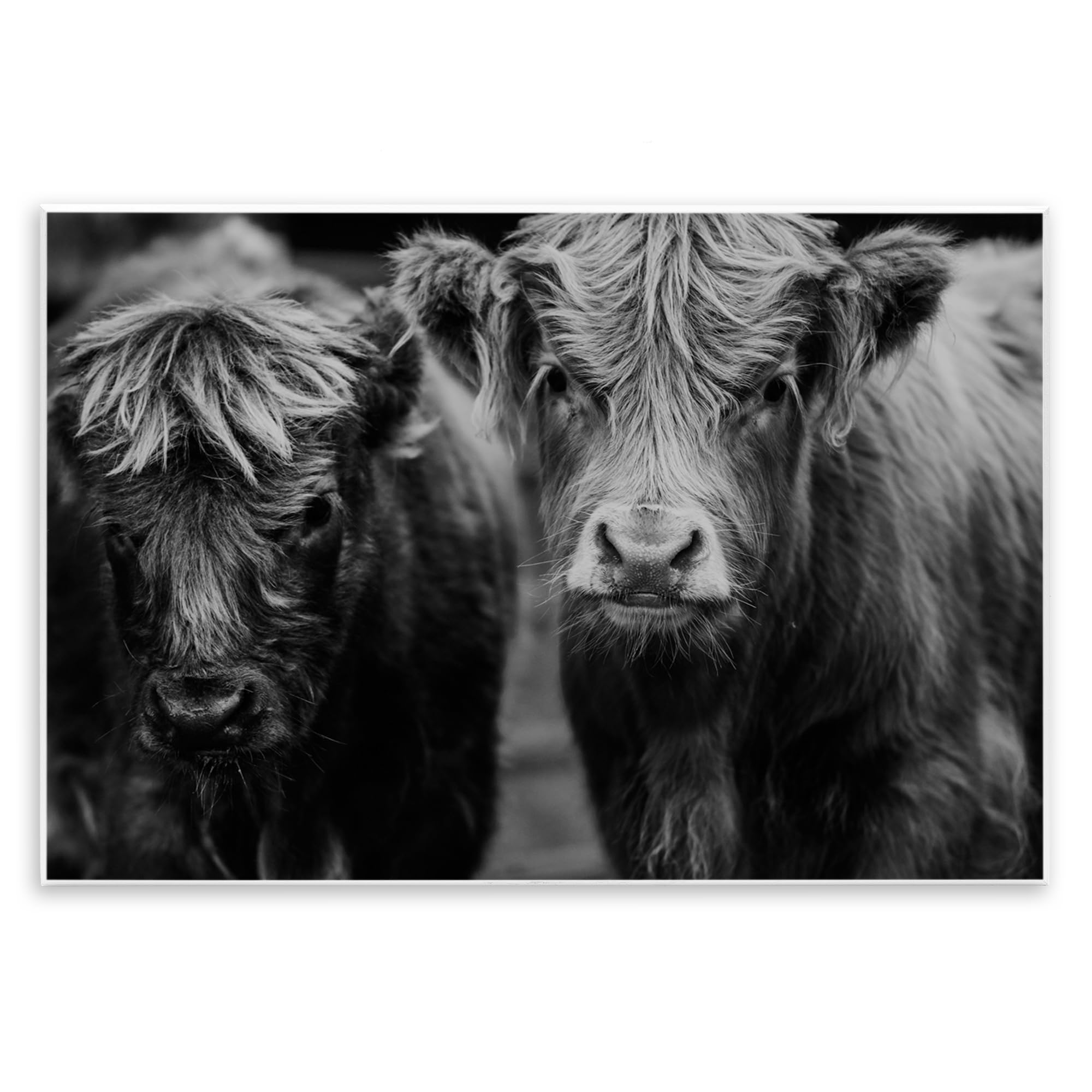 Stupell Industries Cow Faces on Farm Wall Plaque Art, design by Amy Carroll, 13 x 19