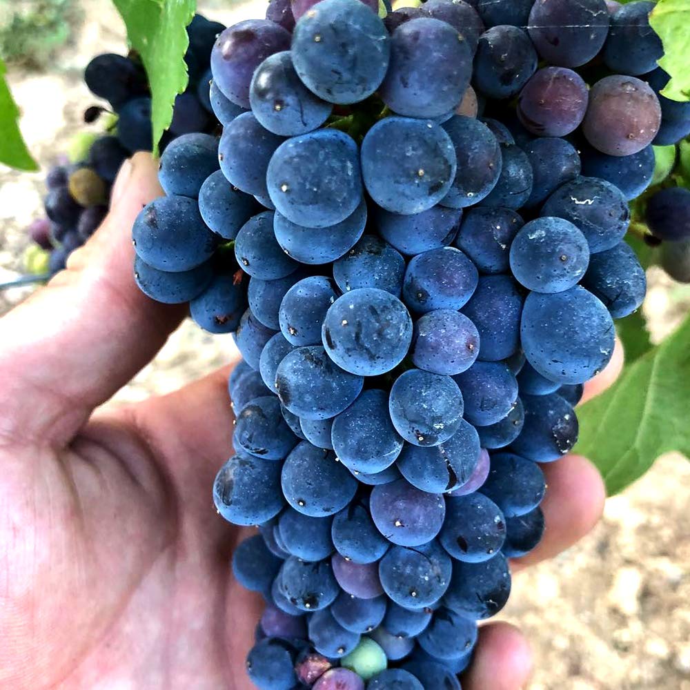 Amazon.co.jp: ITANSE ピノ・ノワール ぶどう苗2個セット【果樹