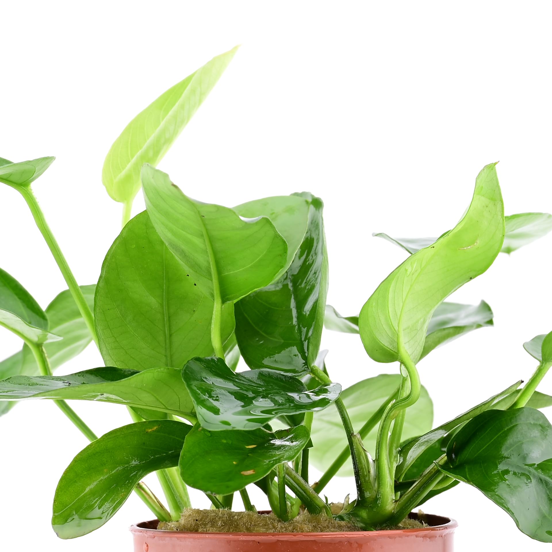 AquaBreedingSkill Anubias barteri – plante d’aquarium vivante pour eau douce, plante verte décorative pour aquarium, idéale pour poissons et crevettes – avec passeport phyto