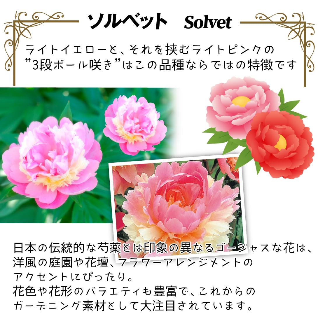 Amazon.co.jp: 芍薬 苗 ソルベット 1株 / 国華園 25年秋商品 : DIY