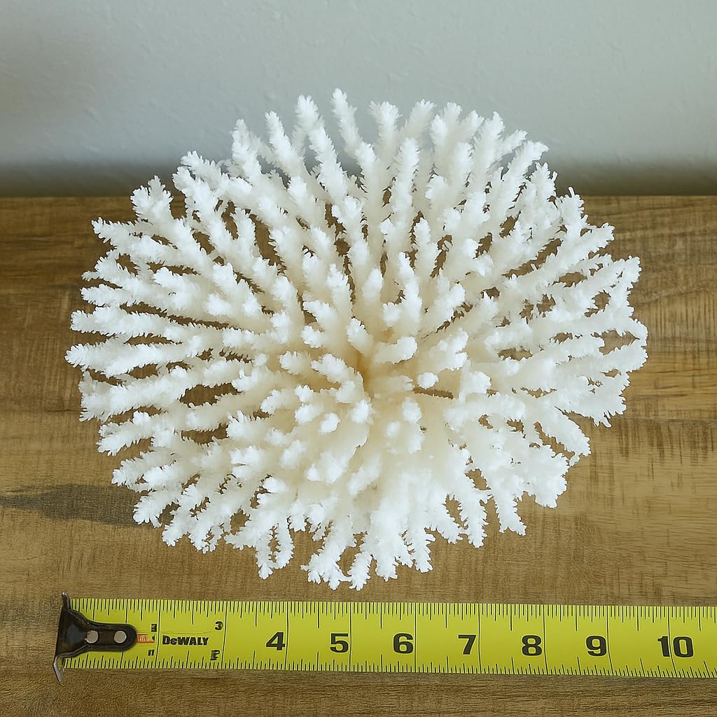 Genuine White Sea Table Coral – Natural Ocean Reef Coral Décor, Coastal Beach Nautical Home Decoration (7-8")