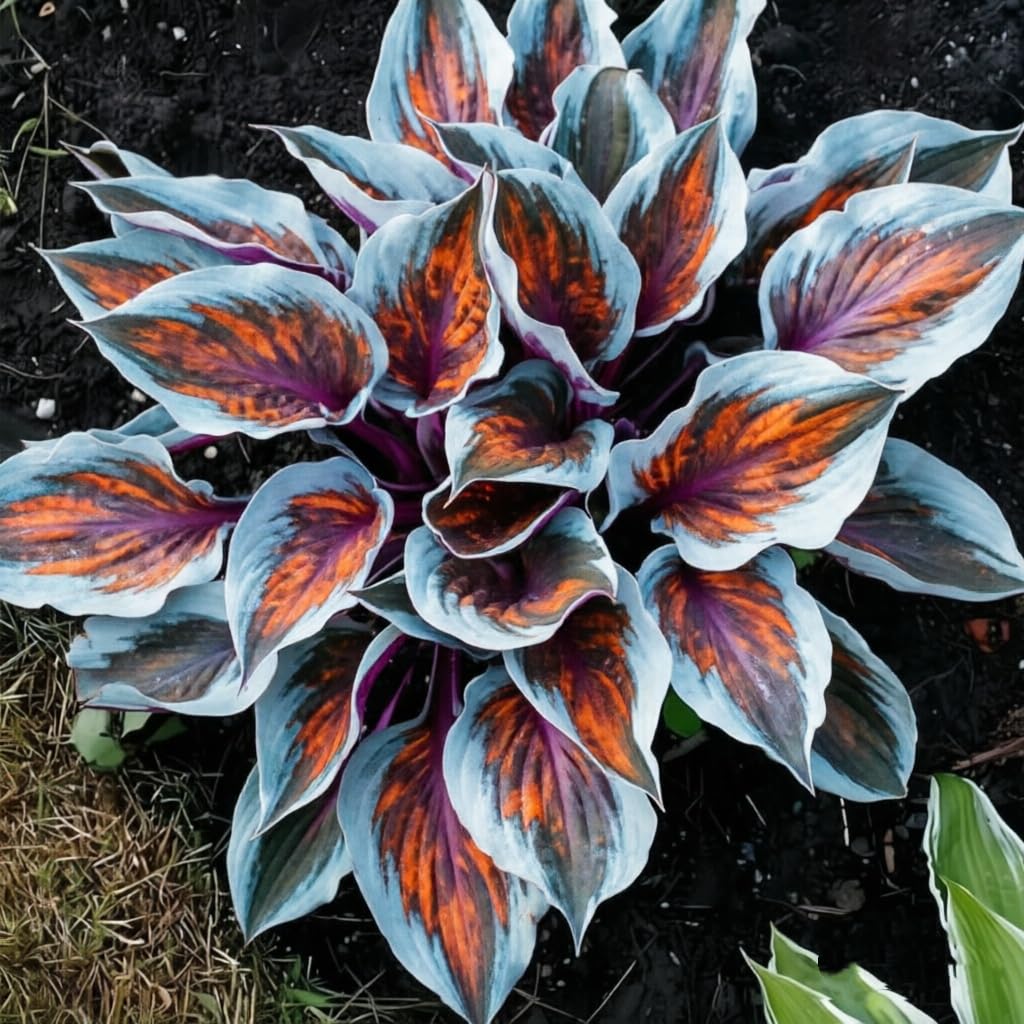 Hosta Mix Rhizome Set – Lush Green Foliage for Indoor & Outdoor Spaces, Perfect for Garden and Container Styling-4bulbs-E