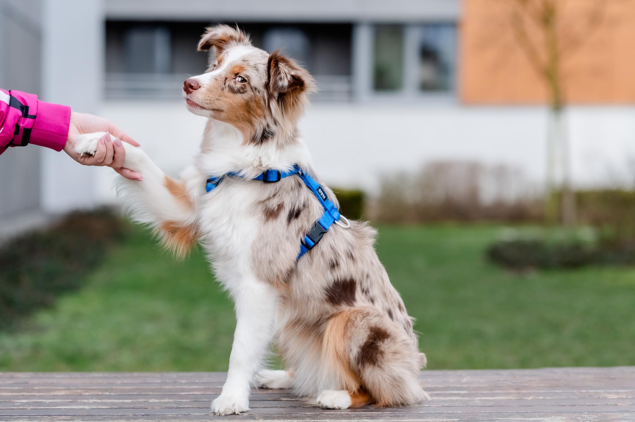 Chaba Guard Arnes para Perro Grande con Control, Arnes Perro antitirones, Evita tirones y Asfixia, Ajuste en 5 etapas, Cómodo y Ligero, Arnés clásico para Perros, Dog Harness, Talla XL, Azul