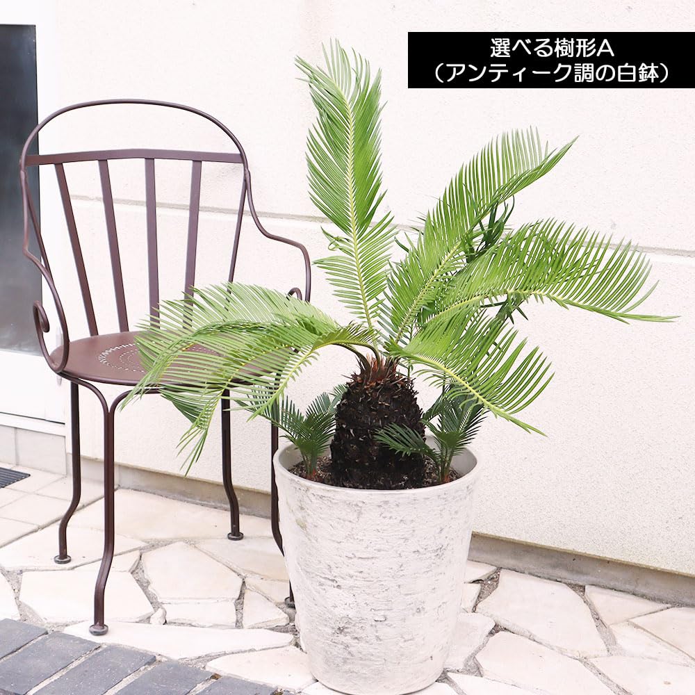Amazon｜観葉植物 大型 ソテツ 選べる樹形 現品 選べるサイズ 10号 11