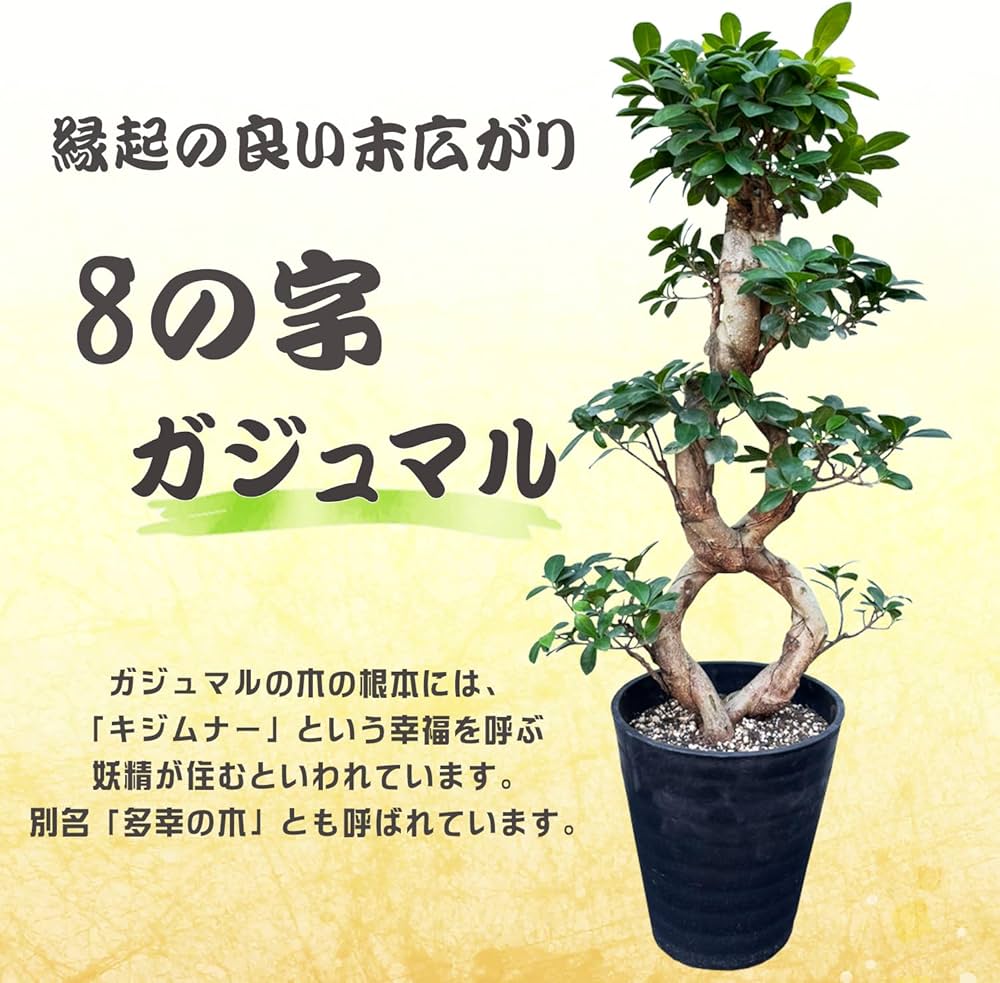 Amazon|花のギフト社 ガジュマル 8の字 大型 大きい 観葉植物 本物 Amazon|花のギフト社 ガジュマル 8の字 大型 大きい 観葉植物 本物