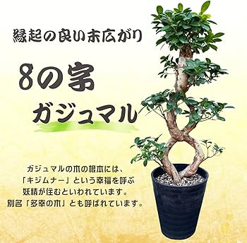 ガジュマル 8の字仕立て（Zラベル） Amazon.co.jp: ガジュマル エイト