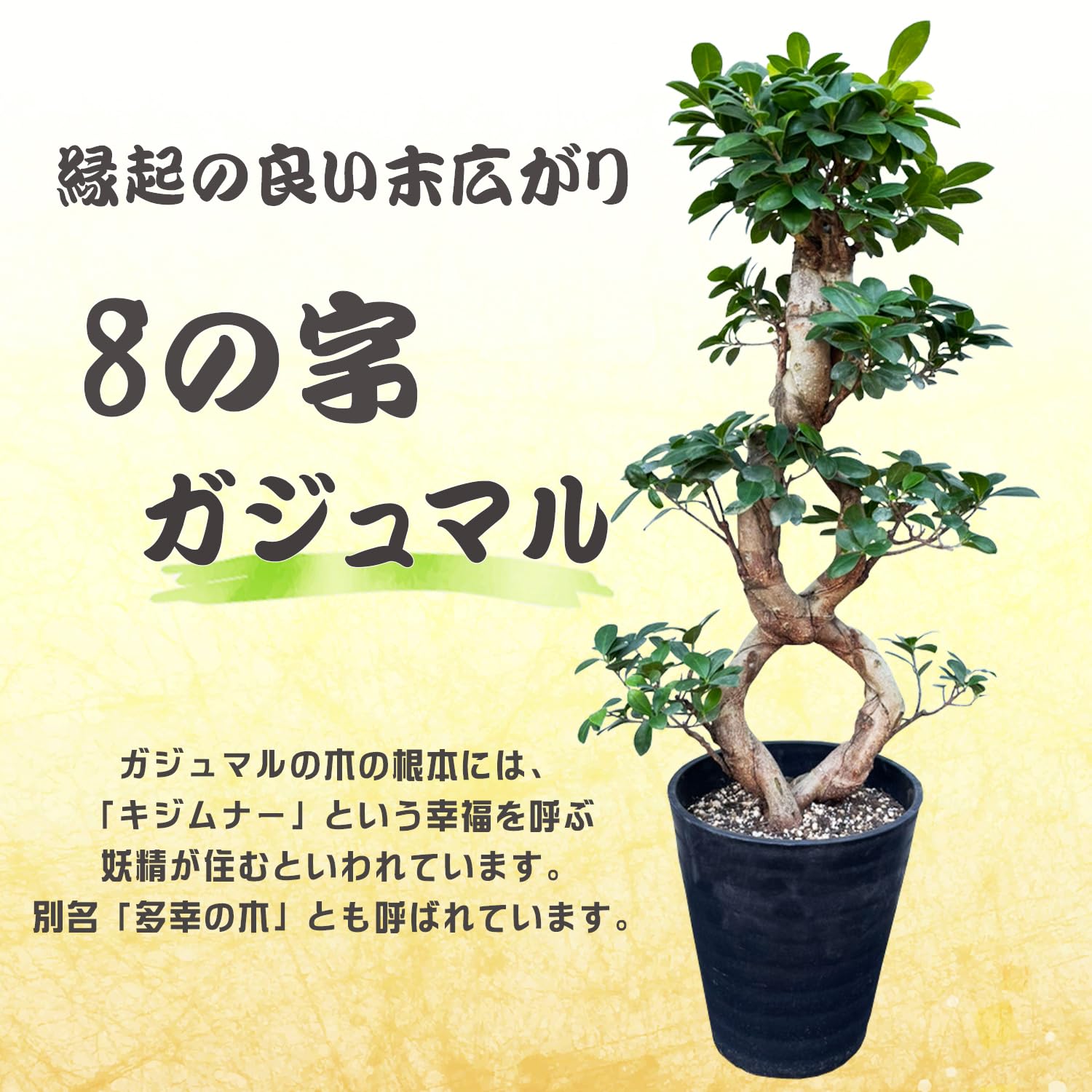 Amazon|花のギフト社 ガジュマル 8の字 大型 大きい 観葉植物 Amazon|花のギフト社 ガジュマル 8の字 大型 大きい 観葉植物