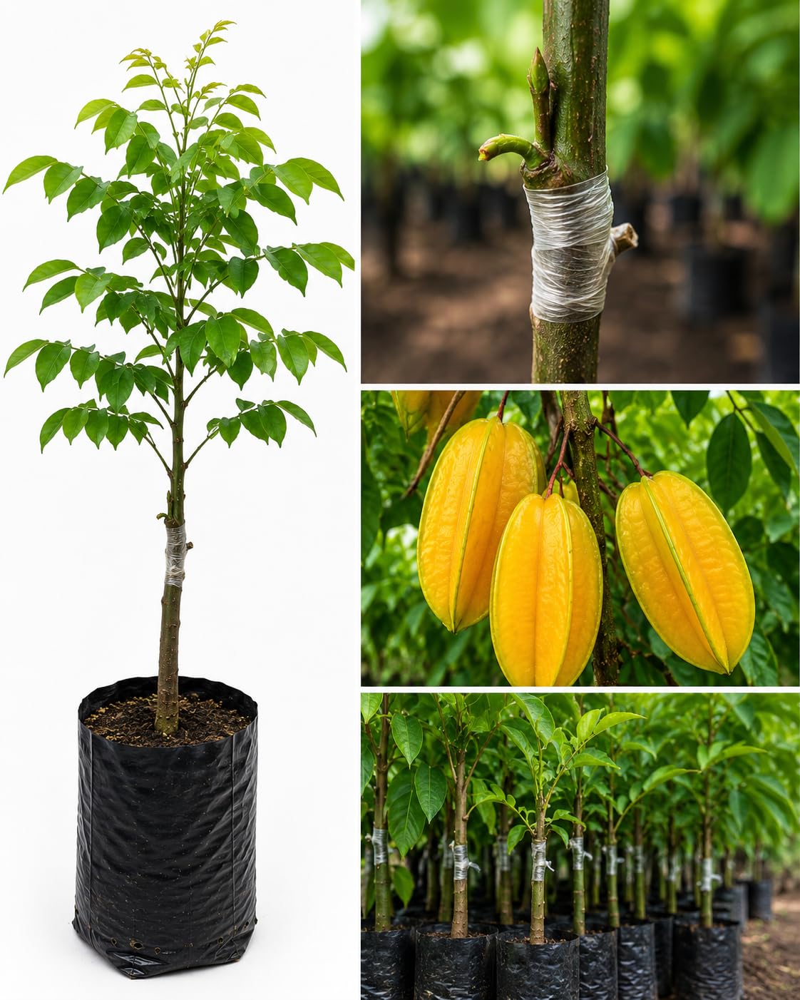 GRAFTED Tree - Live Outdoor Garden Plant (Star Fruit Plant Live (Pack of 1) | Grafted Kamranga Fruit Tree | Sweet Carambola for Home Garden & Outdoor Growing)-image-36