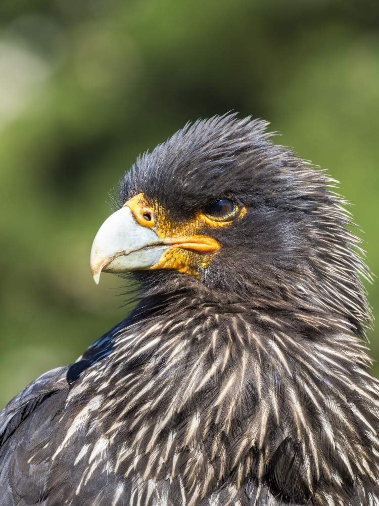 Falkland Caracara or Johnny Rook, protected and highly intelligent bird of prey. Falkland Islands Poster Print by Martin Zwick (24 x 36)