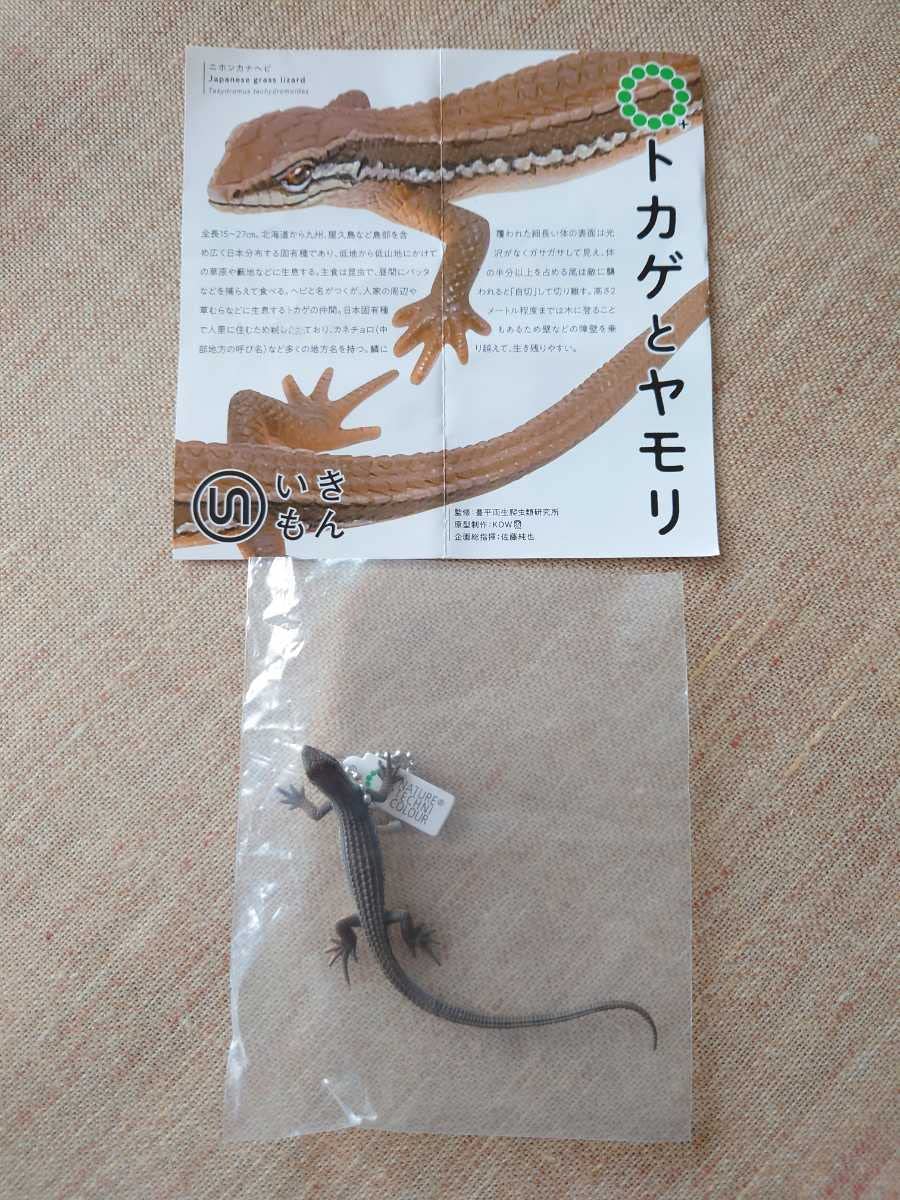 Amazon.co.jp: ネイチャーテクニカラーMONO いきもん トカゲ ヤモリ