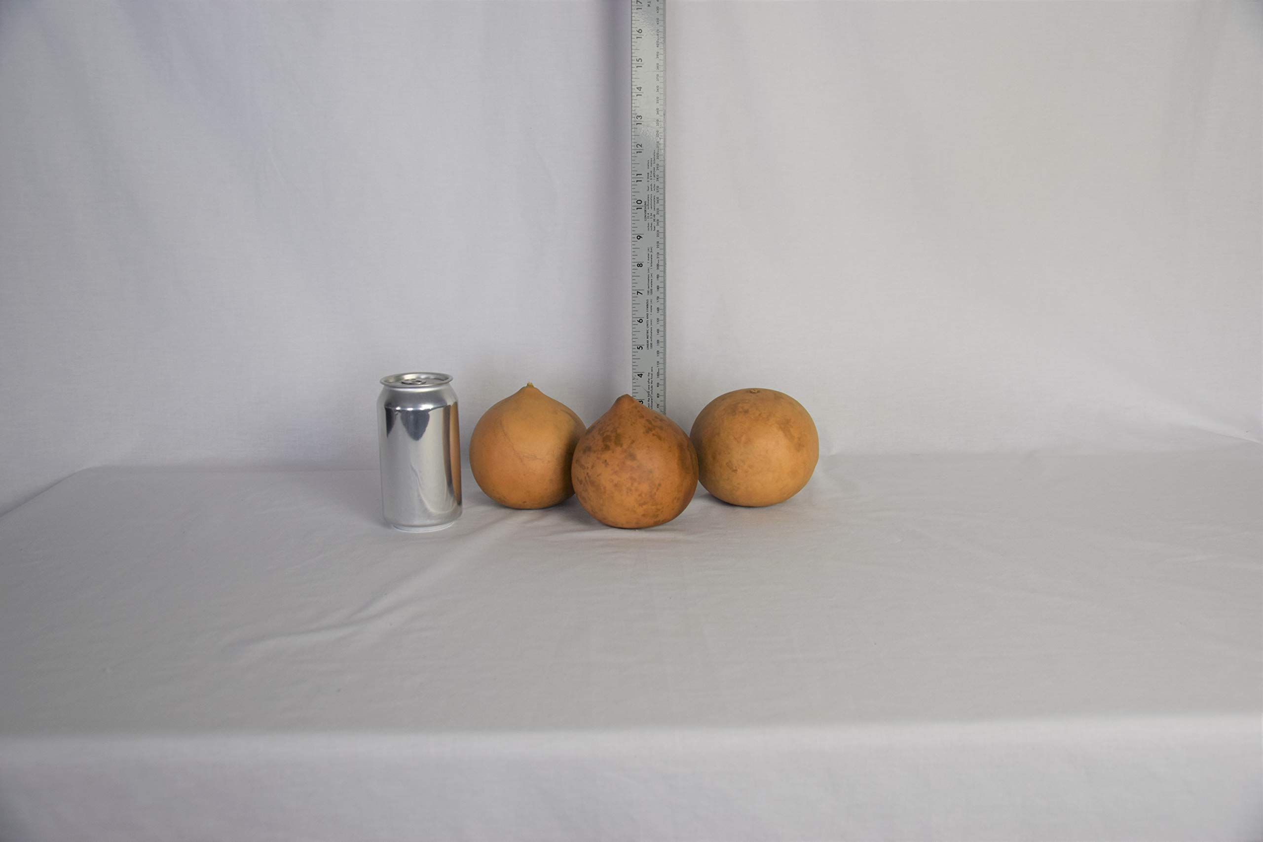 Box of 3 Dried Cannonball Gourds - 4