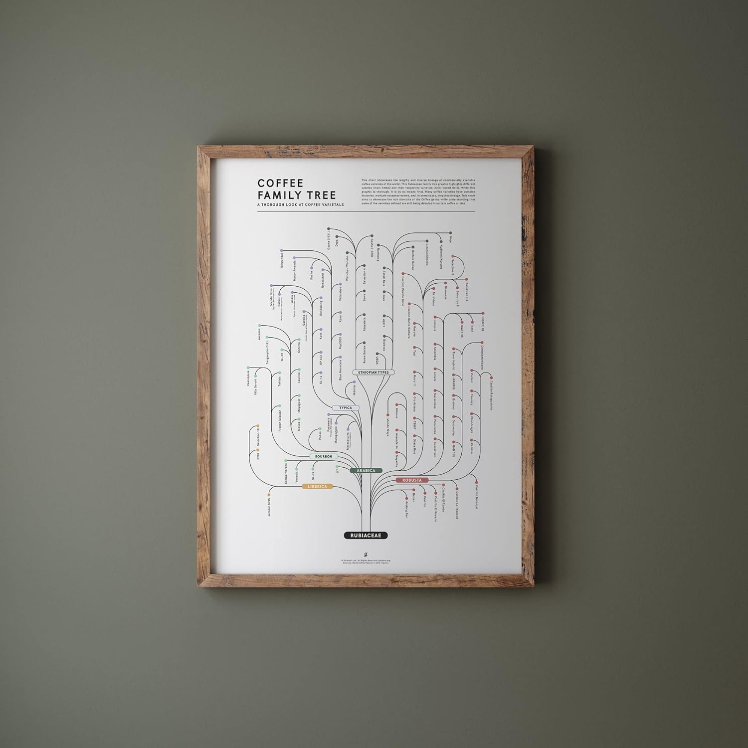 Goldleaf Coffee Family Tree Chart Print - Coffee Cultivar Infographic Wall Art - Coffee Chart Poster for Kitchen, Office or Coffee Shop - Rubiaceae Lineage Map Artwork - Print Only