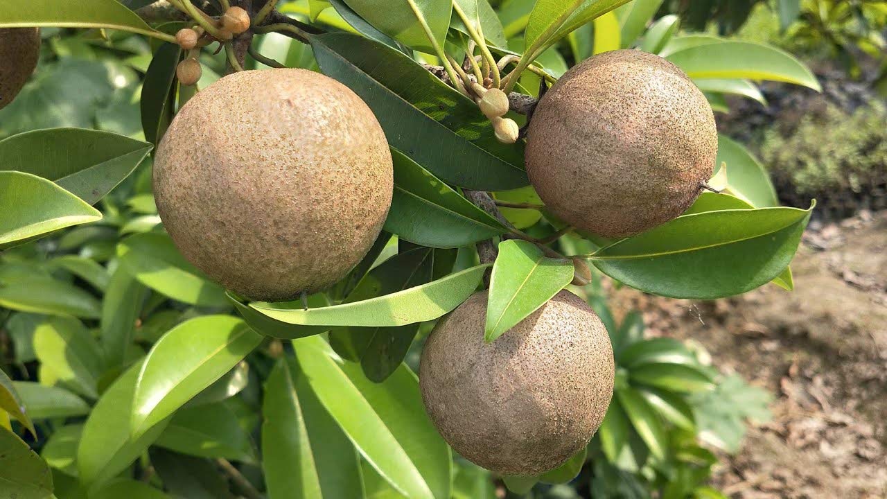 Platone's Live Fruit Plant Sapota Chikoo Nursery Buy Online (Chiku) Or Hybrid Grafted Variety Tree Sapling In India Home Gardening Plant(1 Healthy Live Plant)