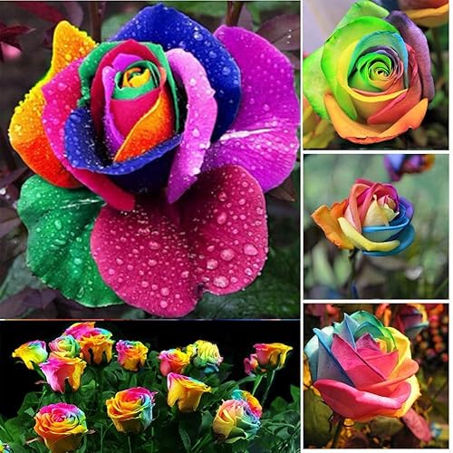 Generic Semillas frescas de flores de rosas para plantar mezcladas 100 piezas Generic Semillas frescas de flores de rosas para plantar mezcladas 100 piezas