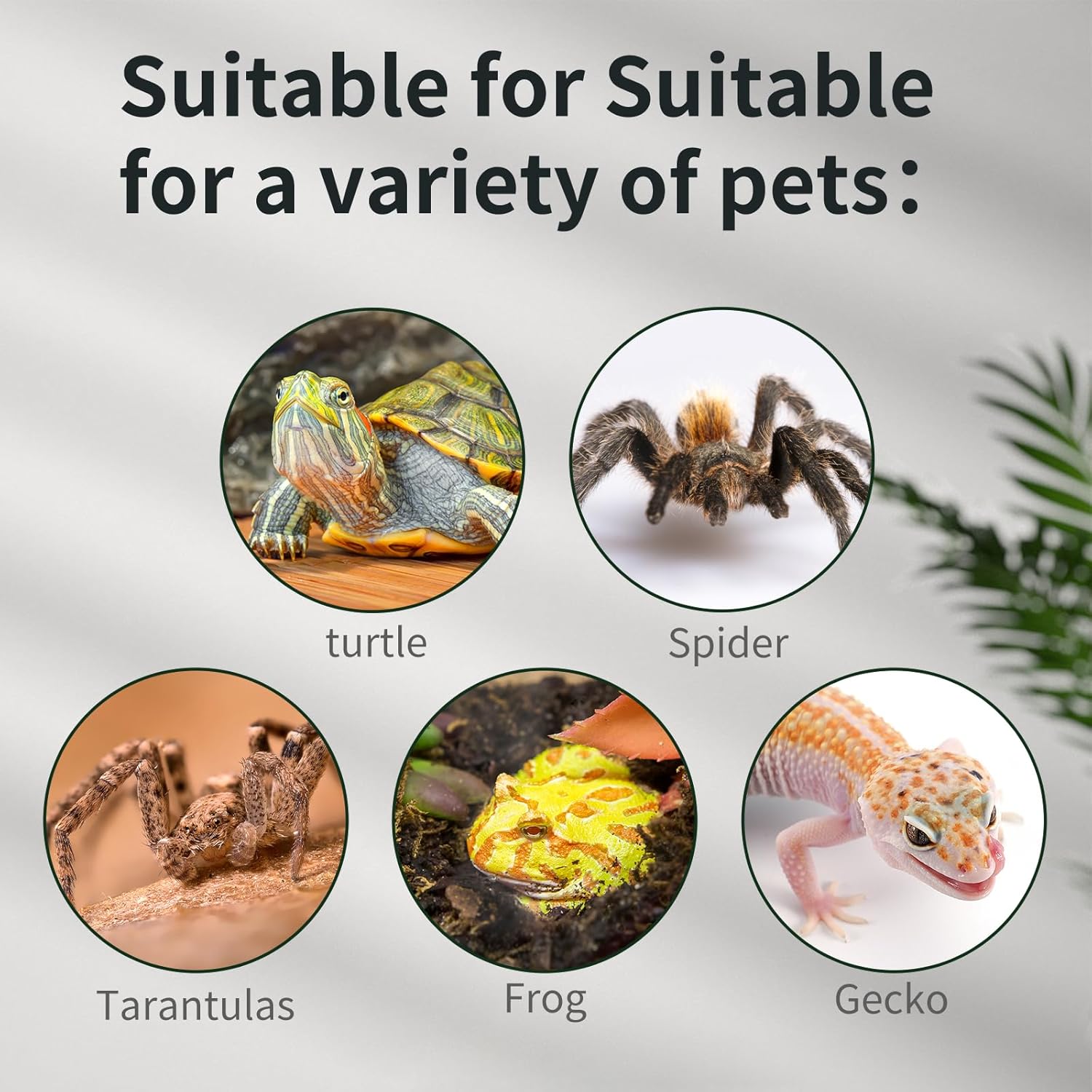 Mini Reptile Glass Tank 8 * 8 * 6inch Terrarium for Start with Top Ventilation for Turtle,Spider,Hermit Crab,Geock,Frog AMD Beard Dragon