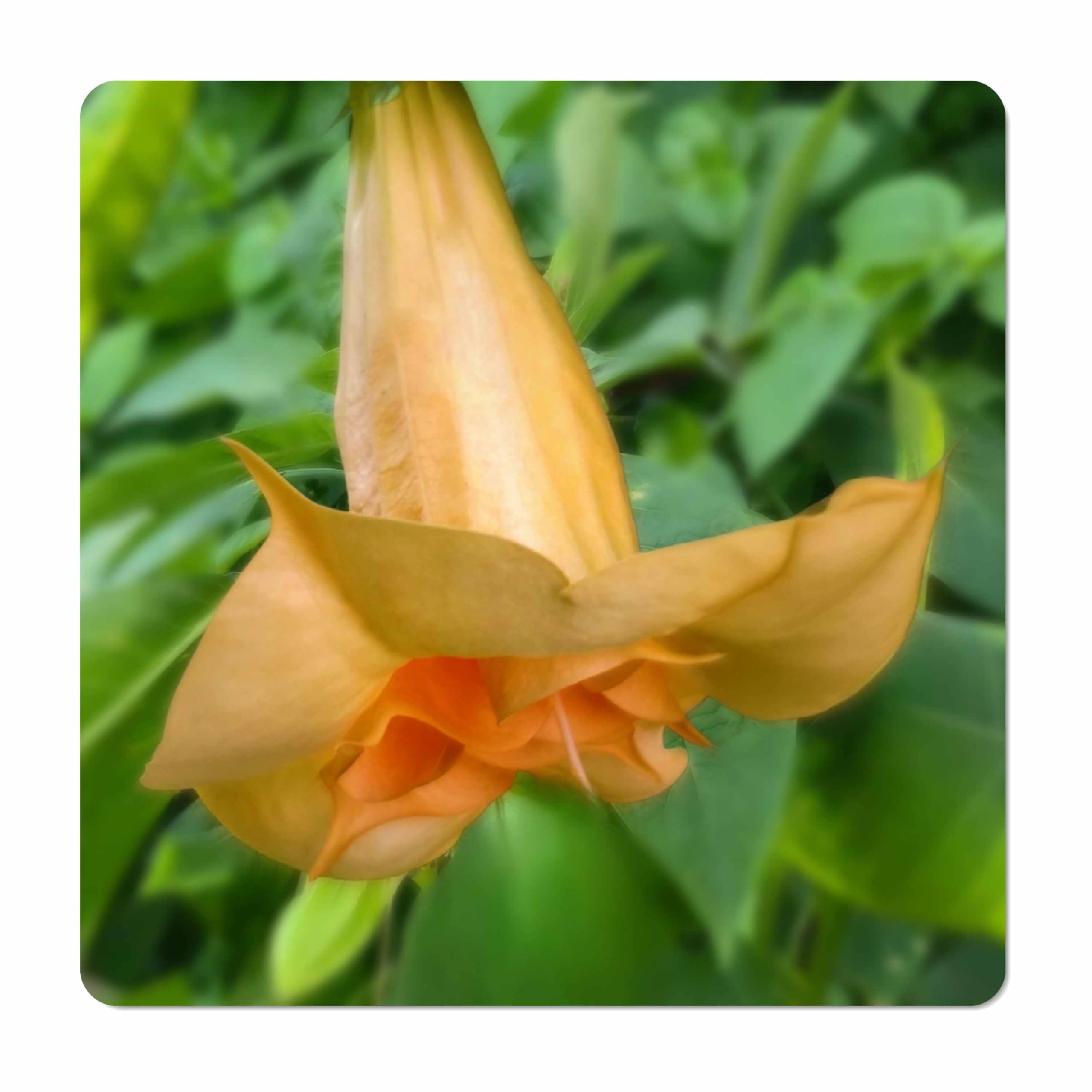 Angels Gold Face Brugmansia Live Plant Unusual Fragrant Golden Yellow Apricot Double Trumpet Flowers Starter Size 4 Inch Pot