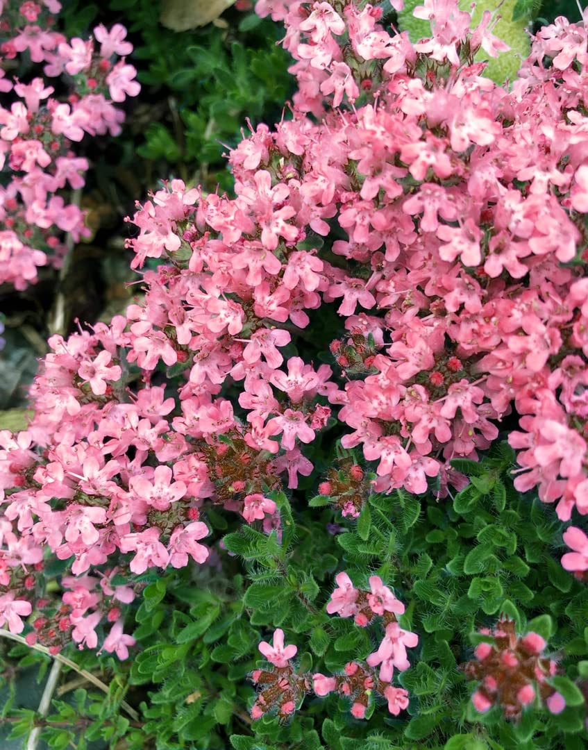1000 Creeping Thyme Seeds Thymus Serpyllum Perennial Ground Cover