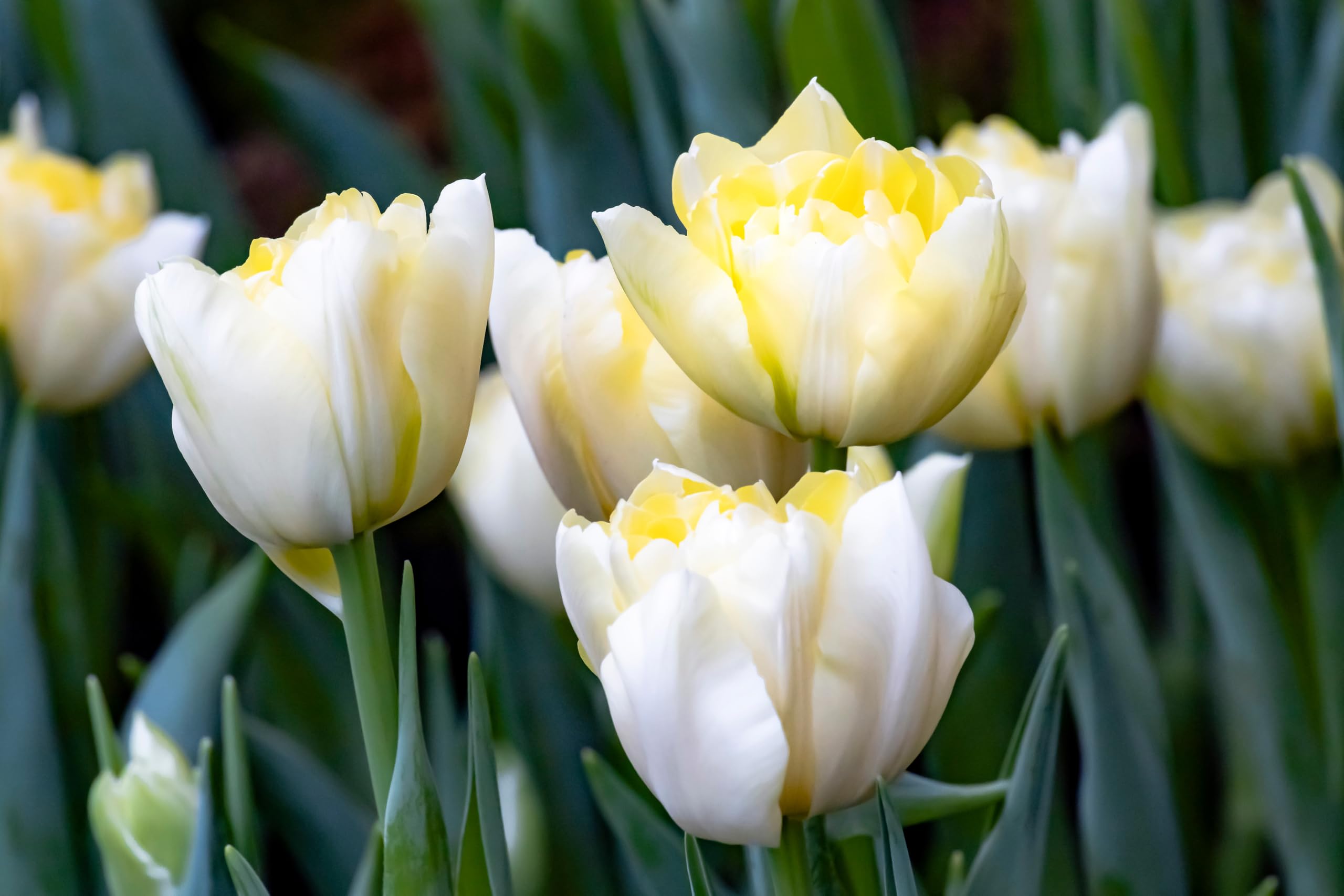 Lincolnshire Pond Plants Ltd - Allium Eros Plant Bulb x5 — view 27