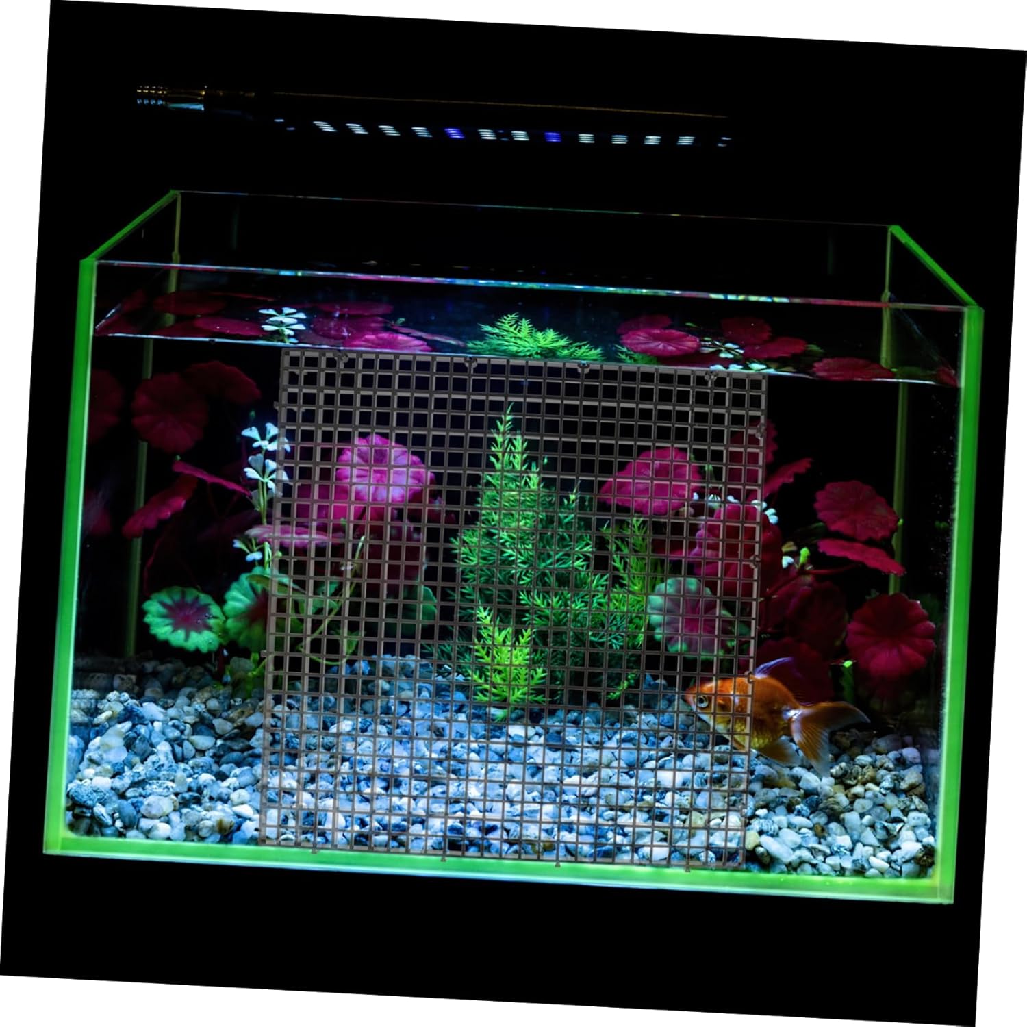 1set Fish Tank Divider Cups Aquarium Bottom Isolation Plates for and Aggressive Fish Separation