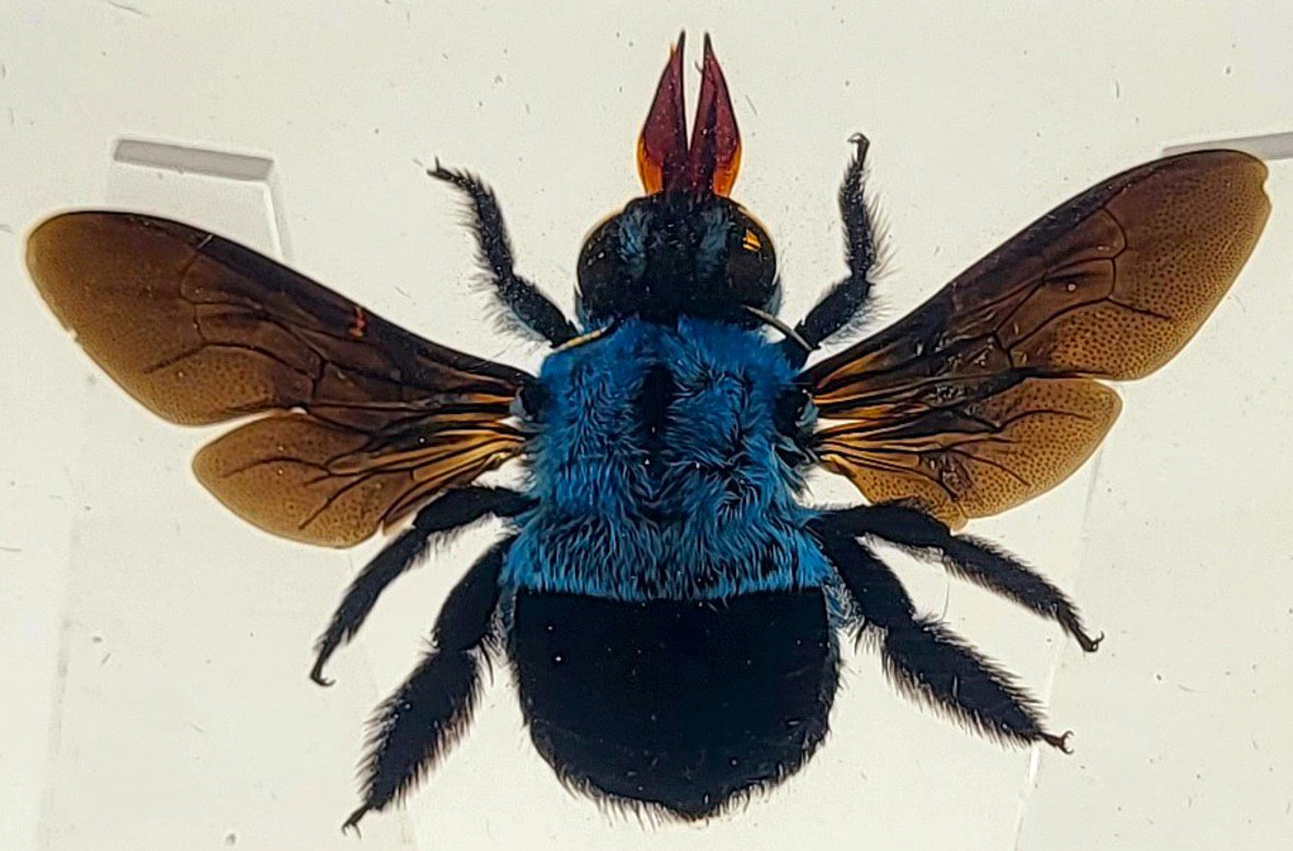 Image of 2.9 inch Real Blue Carpenter Bee Xylocopa Caerulea in Crystal Clear Lucite Resin Specimen Preserved Insect Taxidermy Collection for Biology Science Education & Desk Ornament Display Supplies Paperweight