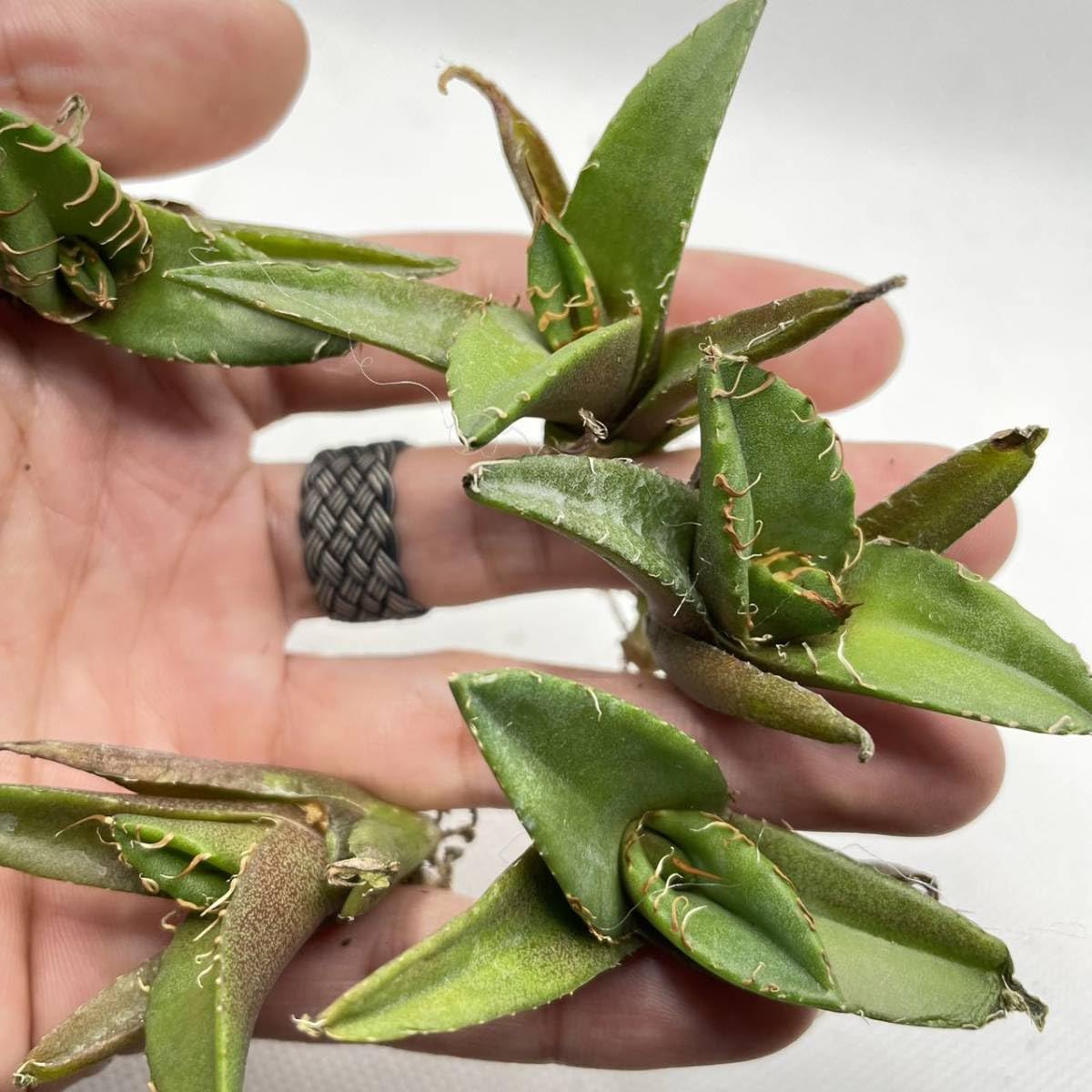 Amazon.co.jp: F3特選子株 アガベ チタノタ シーザー caesar 凱撒 狂強