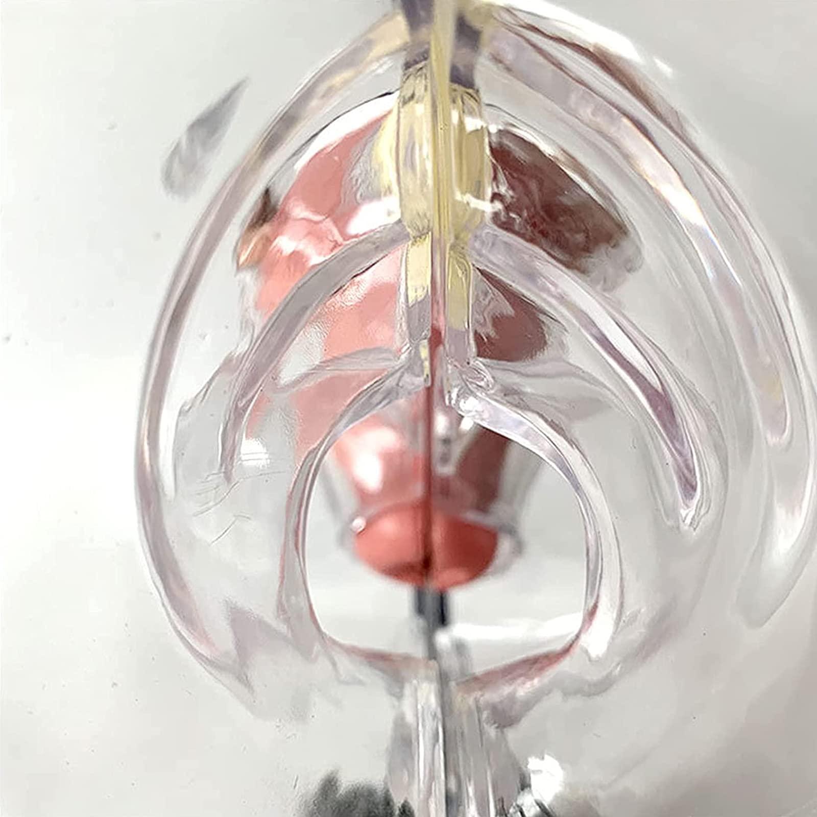 Modèle D'utérus Humain Transparent - Modèle D'organes Reproducteurs Féminins - Structure - Enseignement De L'utérus Gynécologie Anatomique Médecin Patient