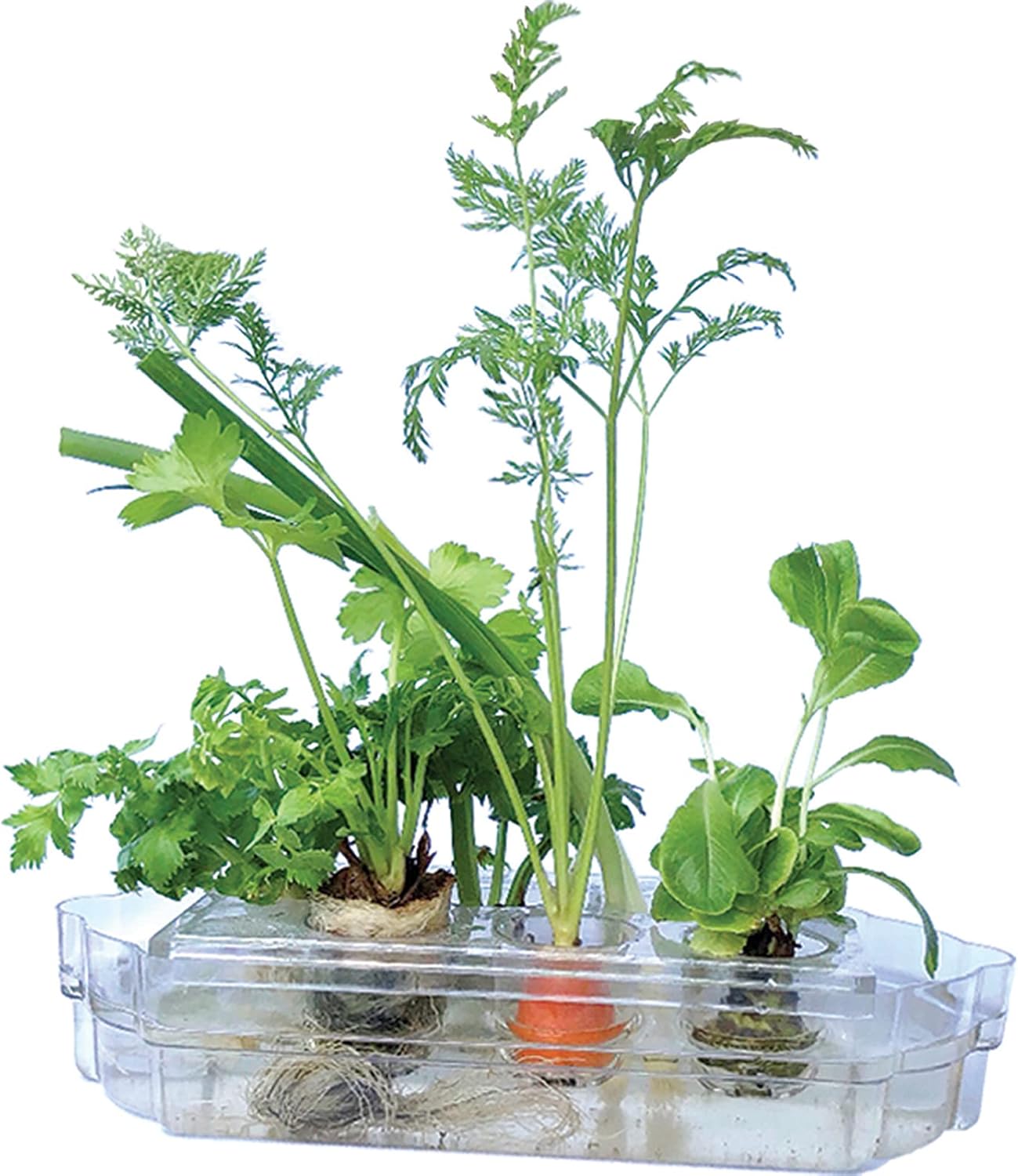 Sistema de jardinería interiorpequeñono necesita electricidaddurante todo el añocultivo hidropónico de la manera fácilpropagar y volver a crecer en