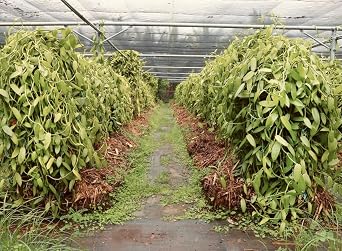 bzbee 1 lb (Approx. 454g) Bulk Tahitian Vanilla Pods - Grade B Extract Grade | Whole Vanilla Beans for Cooking, Home Baking, Infusions & Extracts | Sustainably Sourced