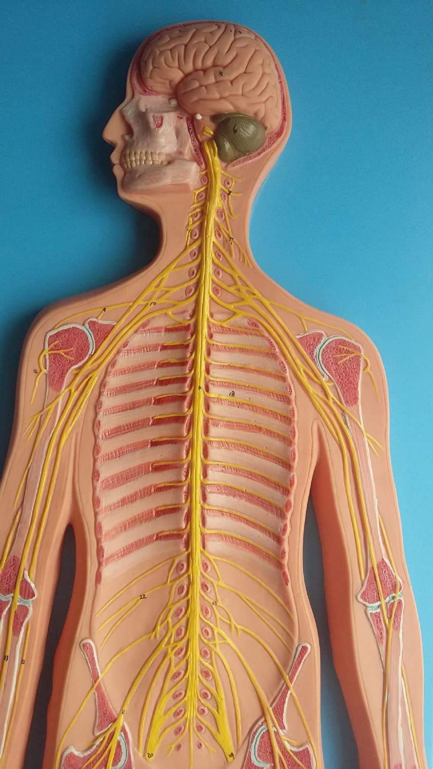 Modelo del Sistema Circulatorio Humano, Estructuras Venosas Y Arteriales con Herramientas Avanzadas para El Pintado De Equipos Médicos para Pintar